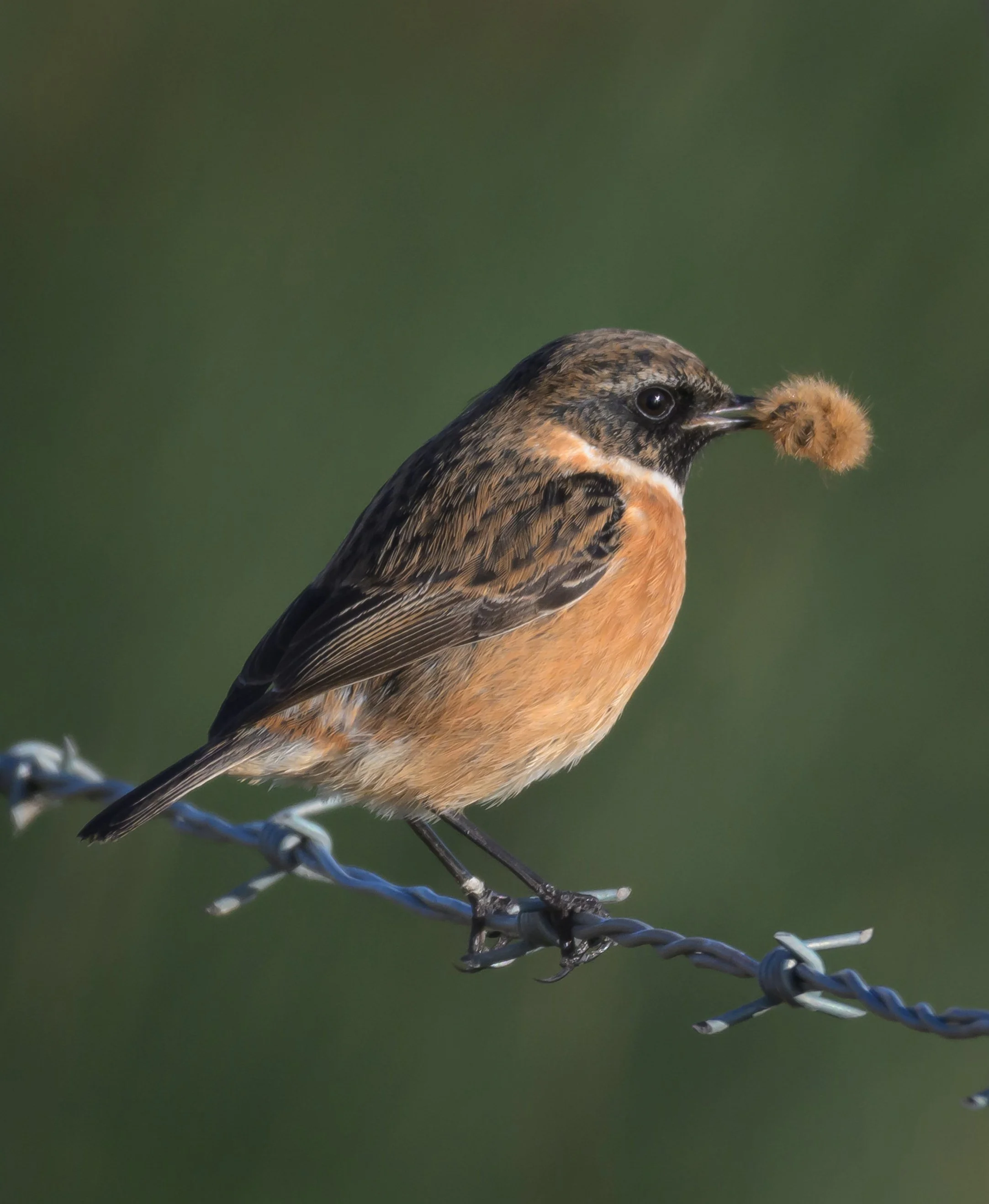 Song Birds_0017.jpg