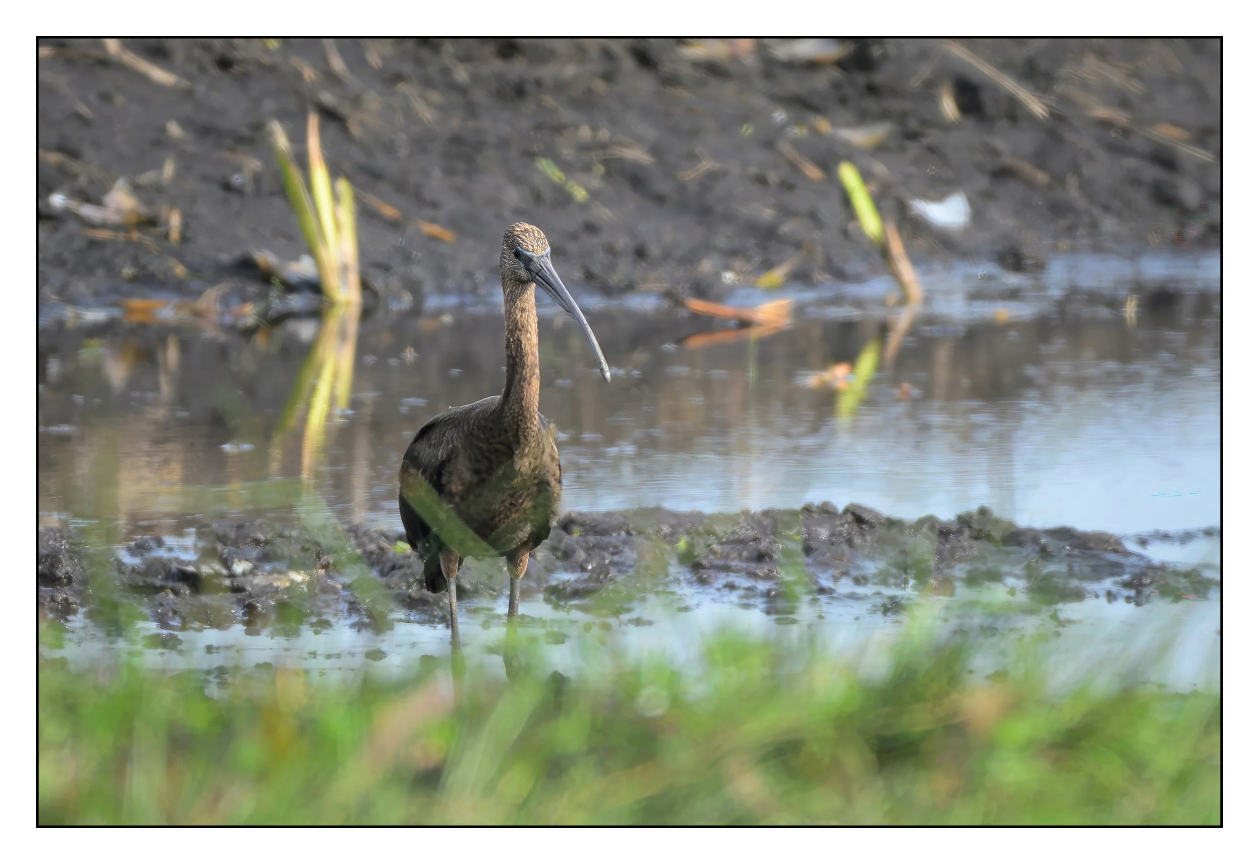 Glossy ibis