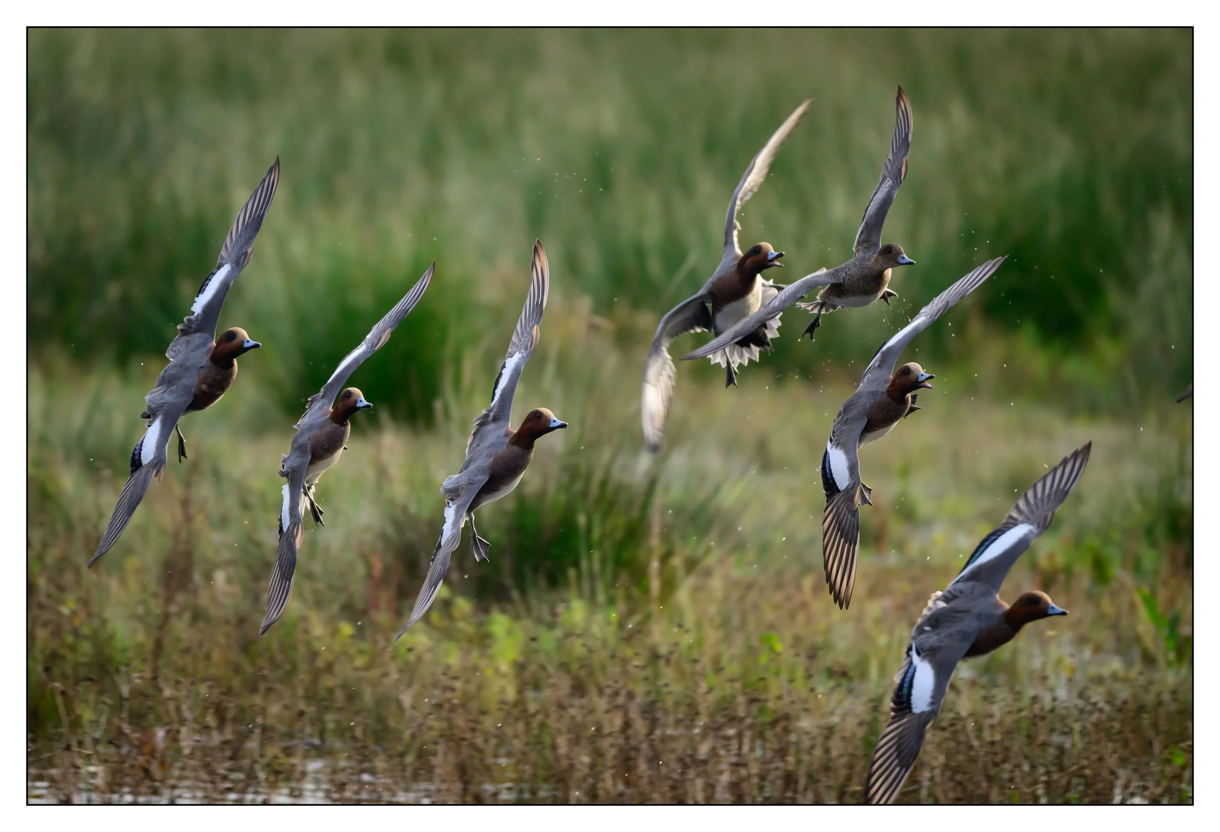 Wigeon
