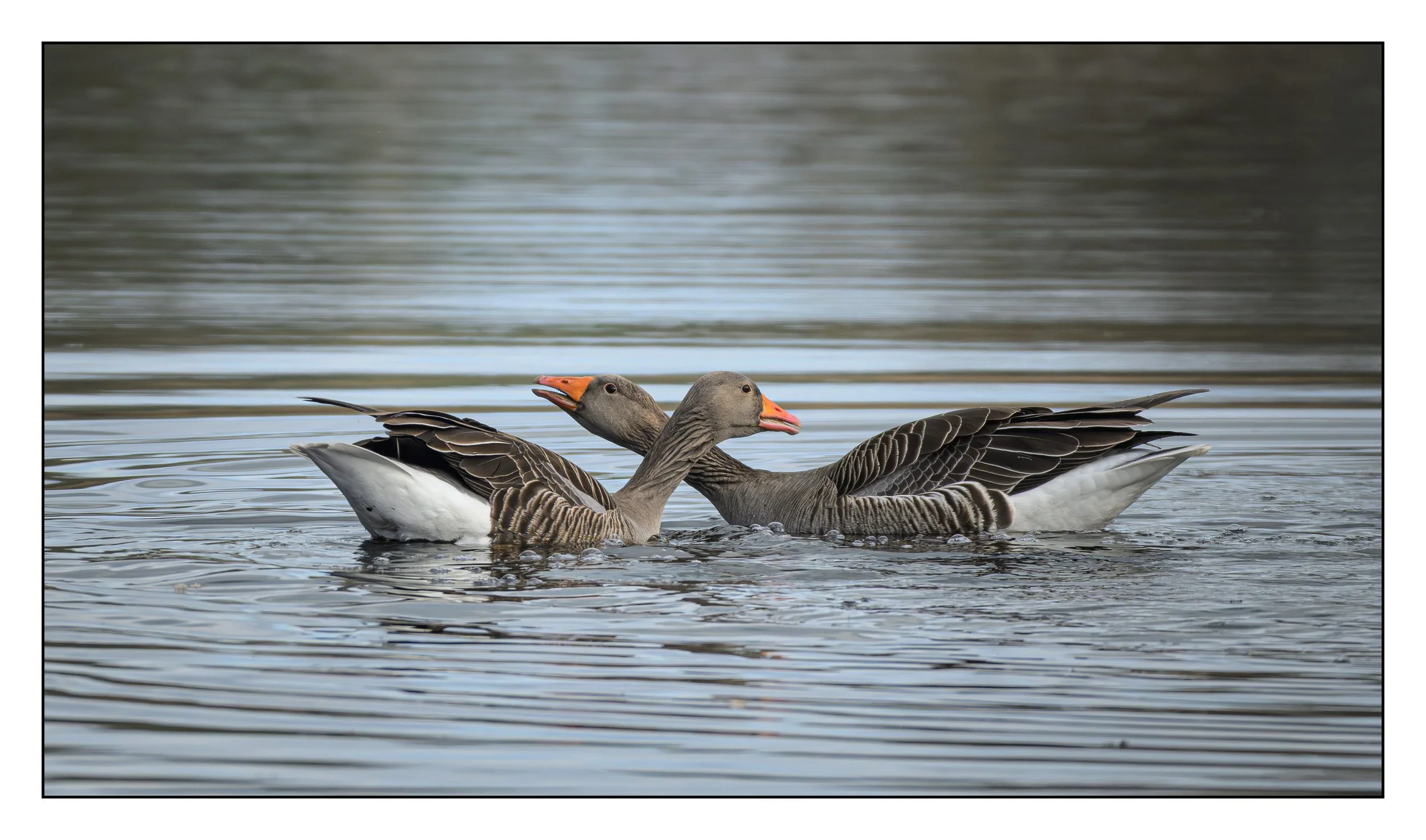 Greylag Geese