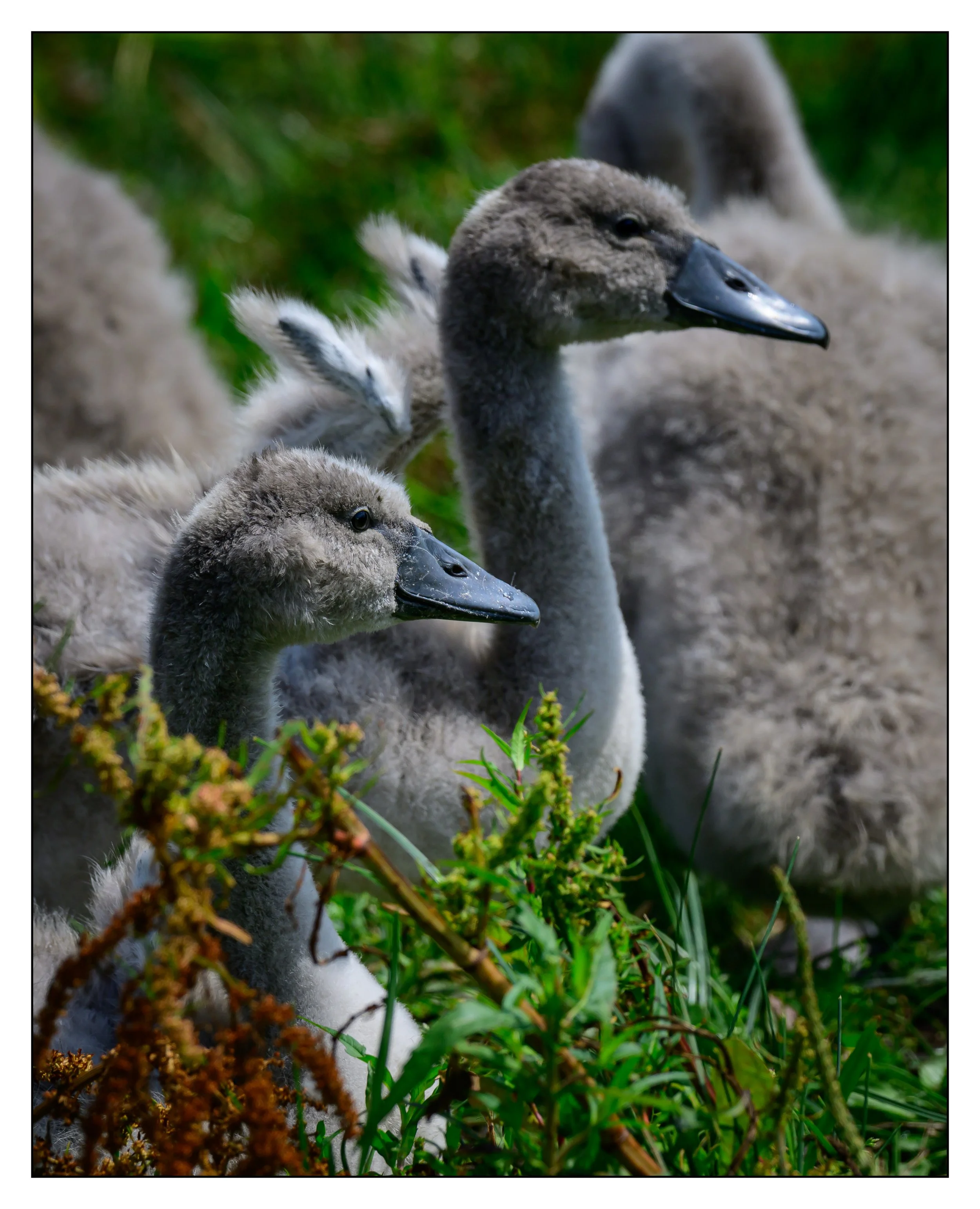 Mute Swan