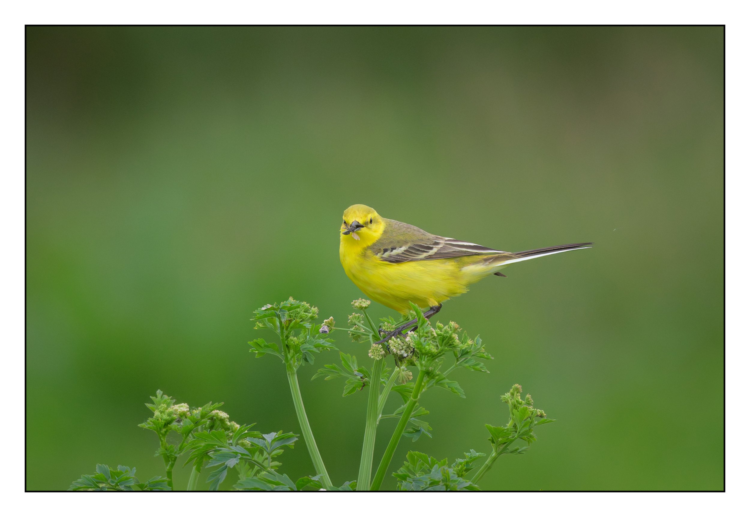 Yellow Wagtail