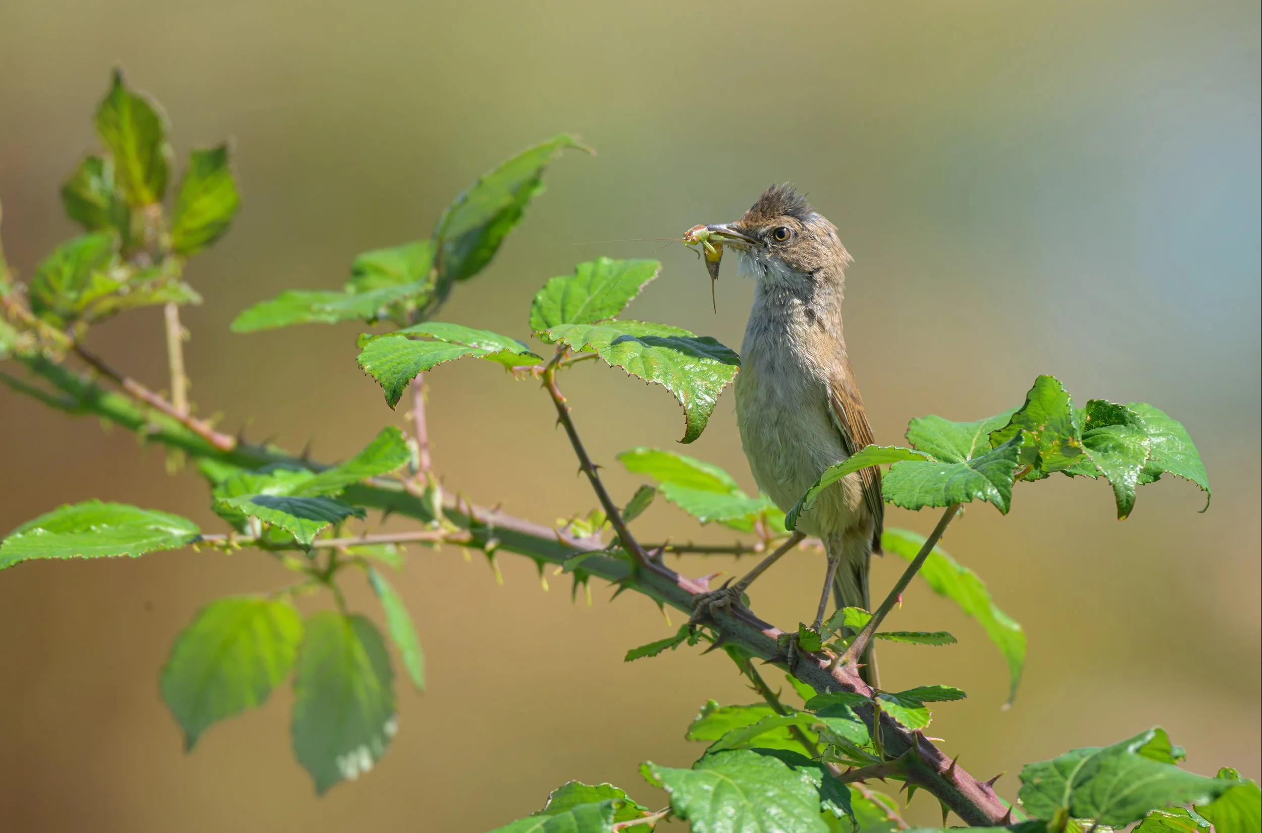 Song Birds_0065.jpg
