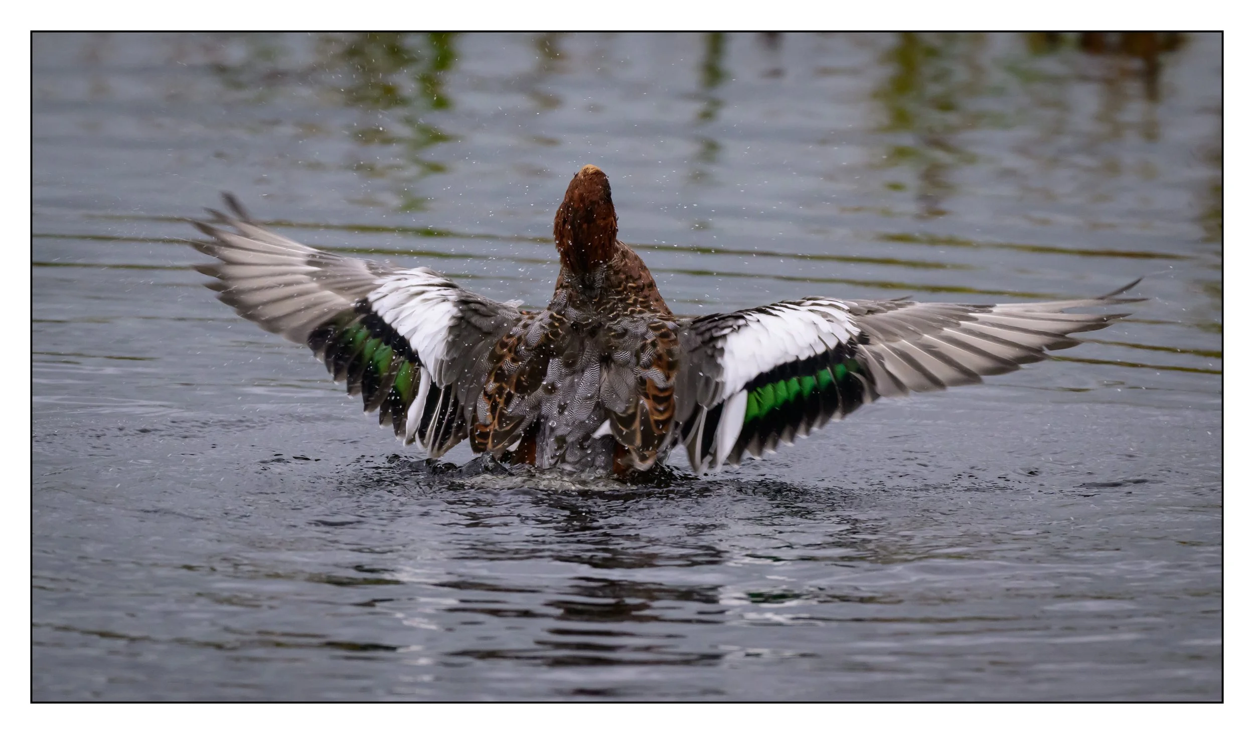 Wigeon