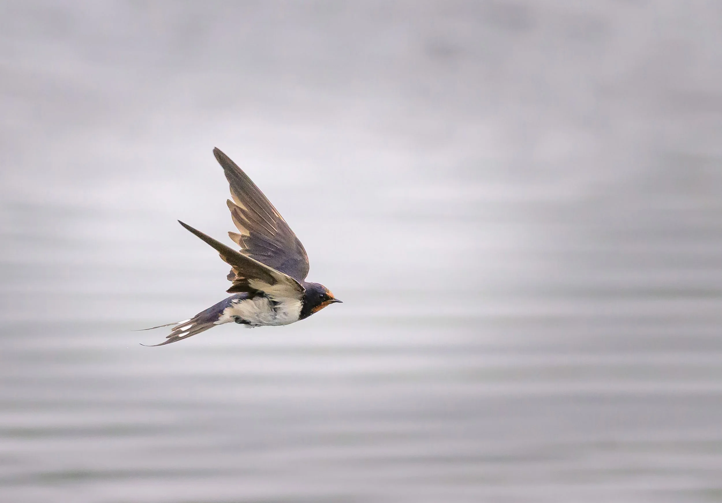 Song Birds_0008.jpg
