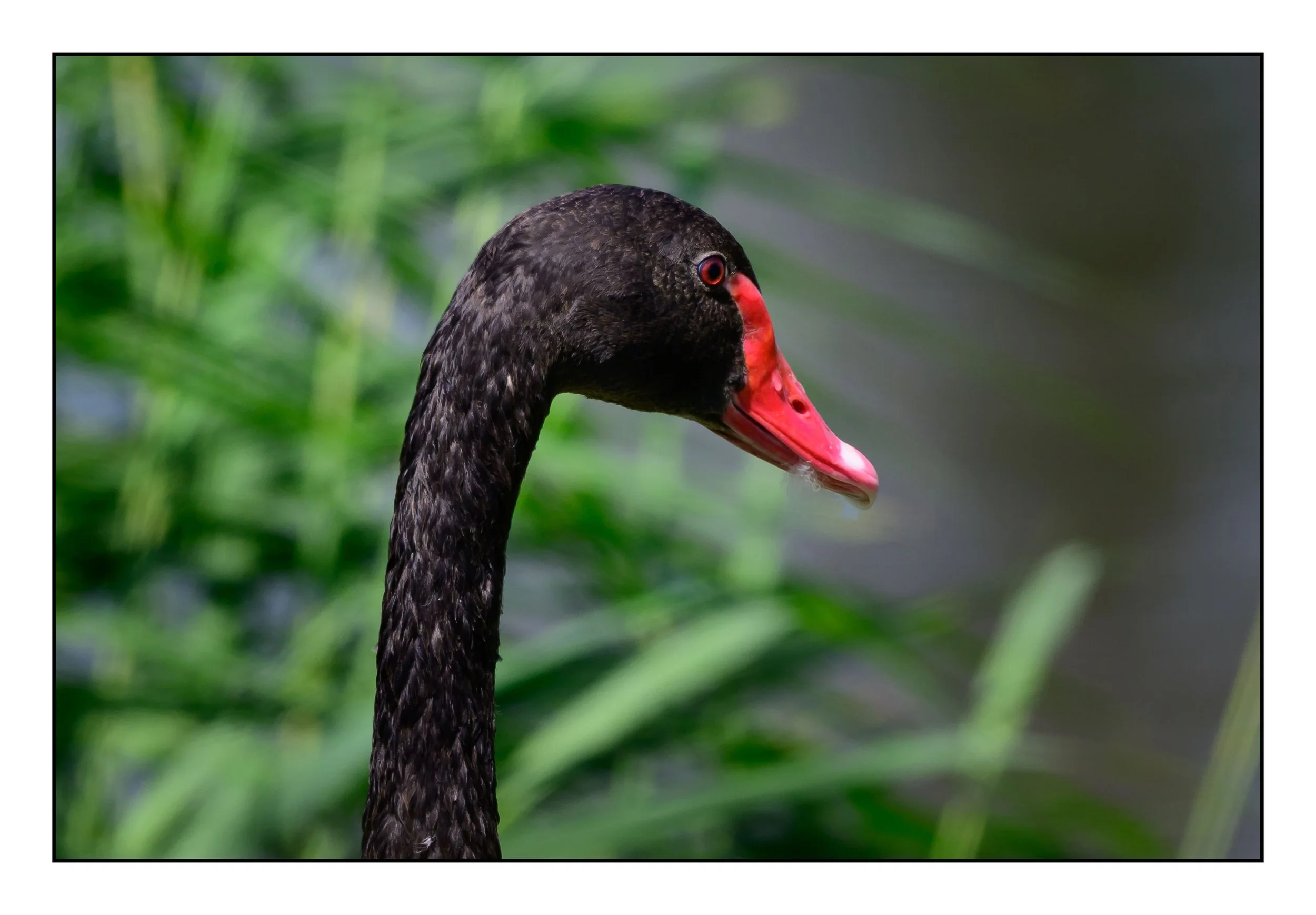 Black Swan