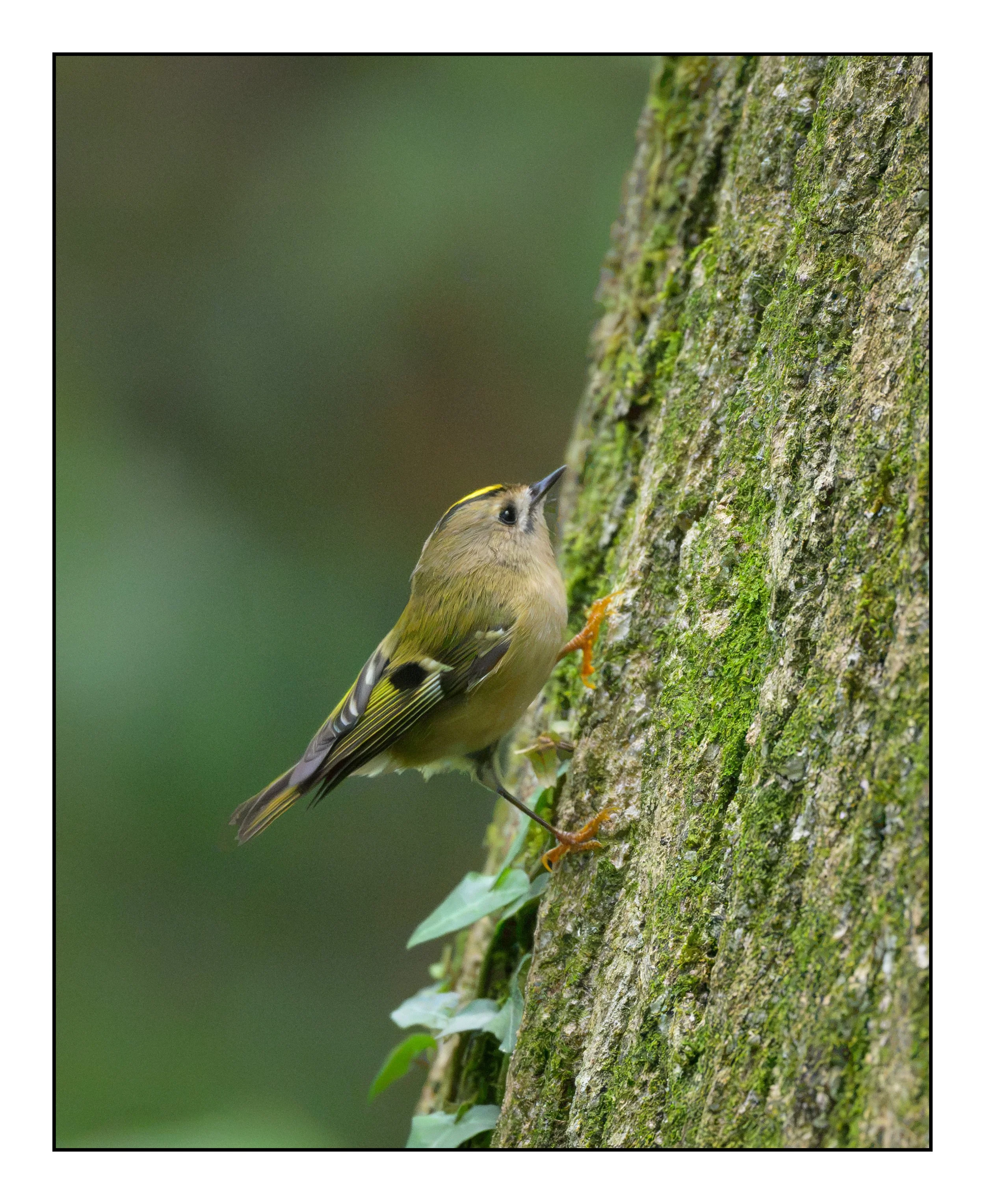 Goldcrest