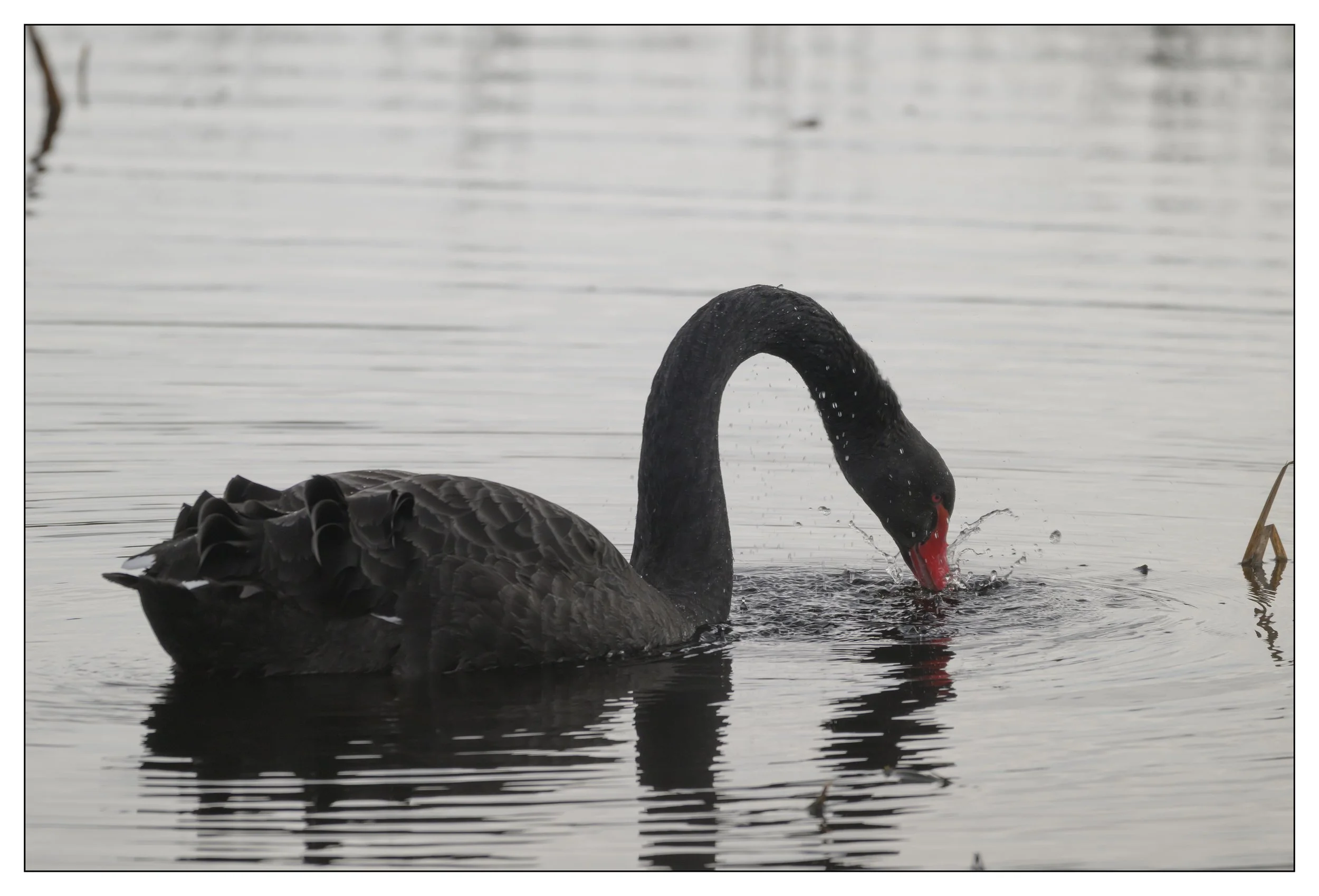 Black Swan