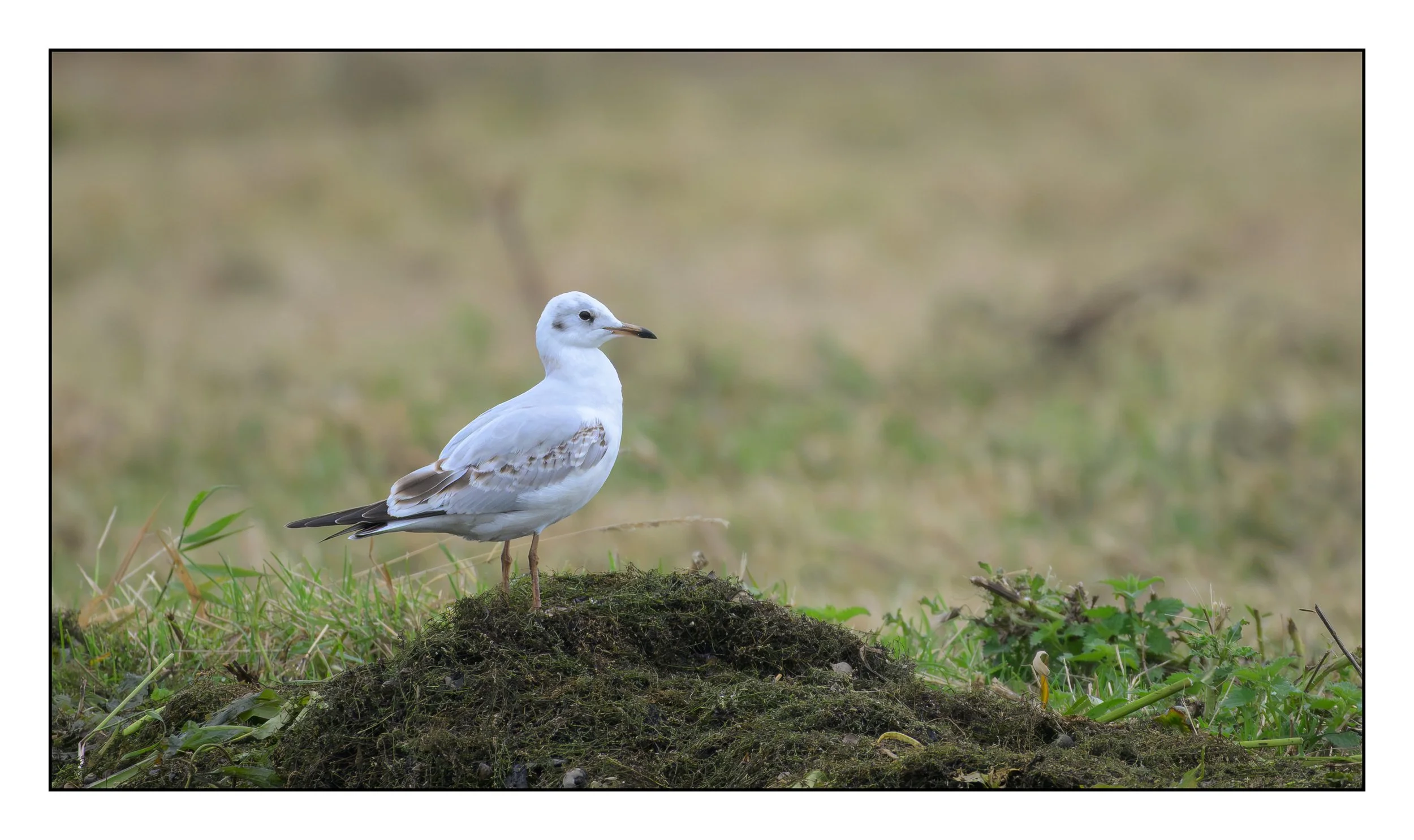 Juvenile Black Headed Gull