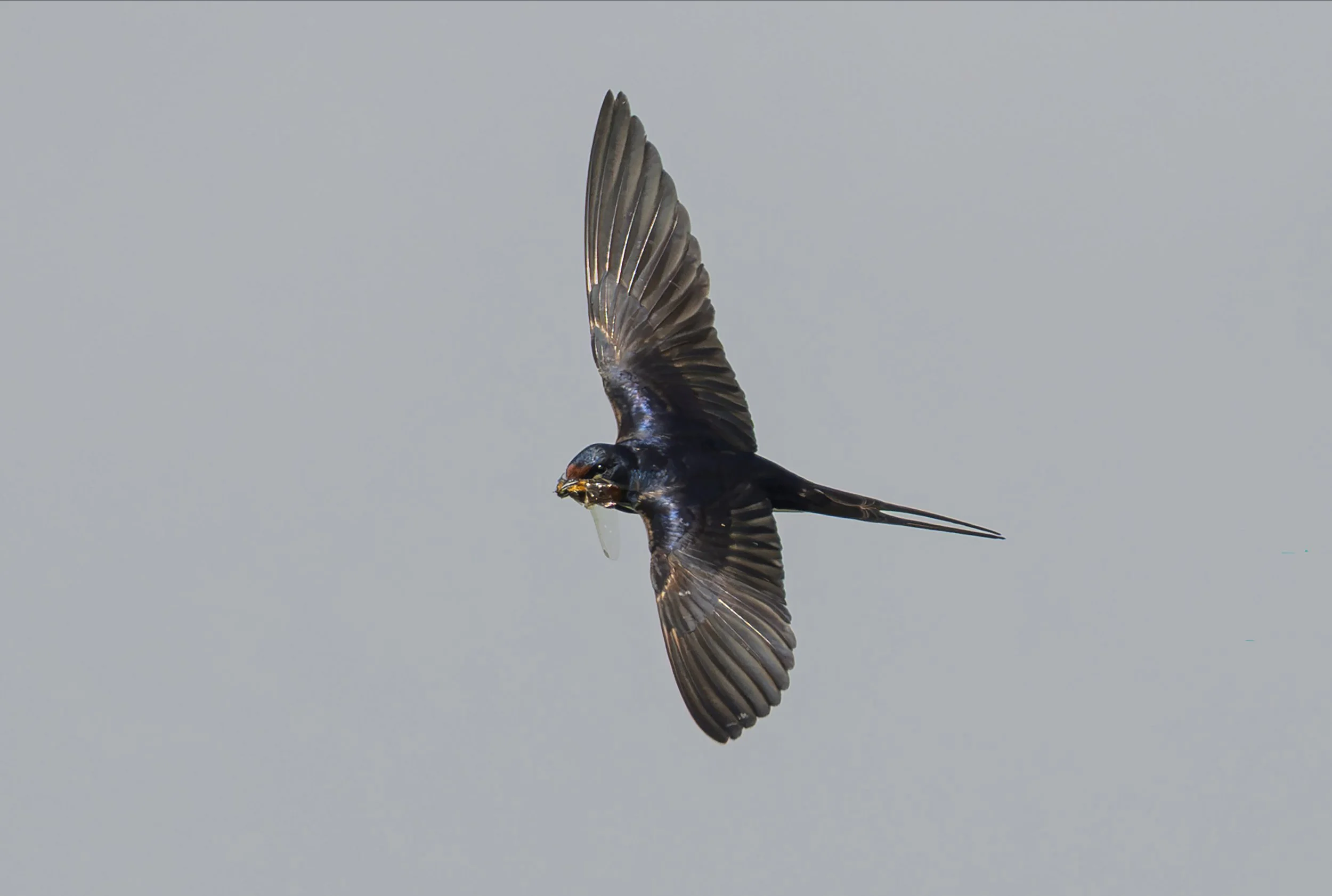 Song Birds_0060.jpg