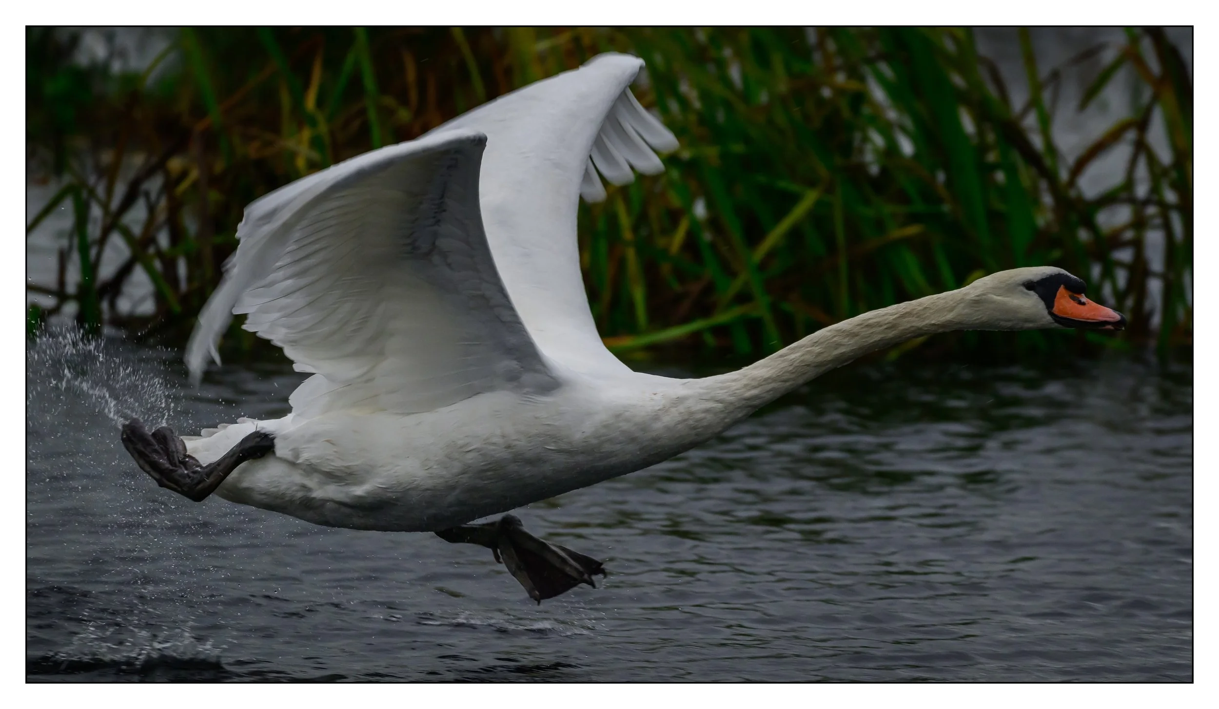 Mute Swan