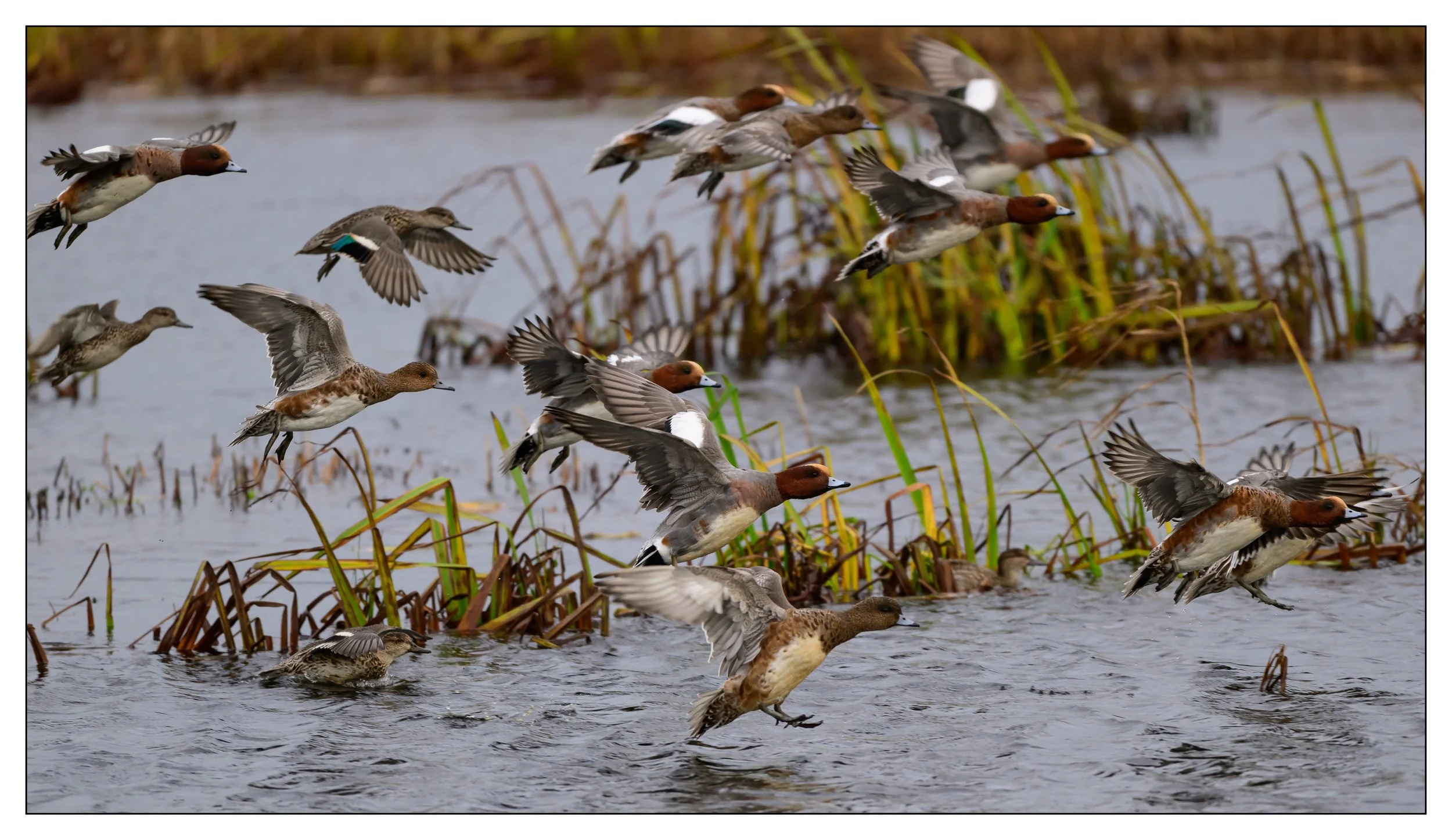 Wigeon