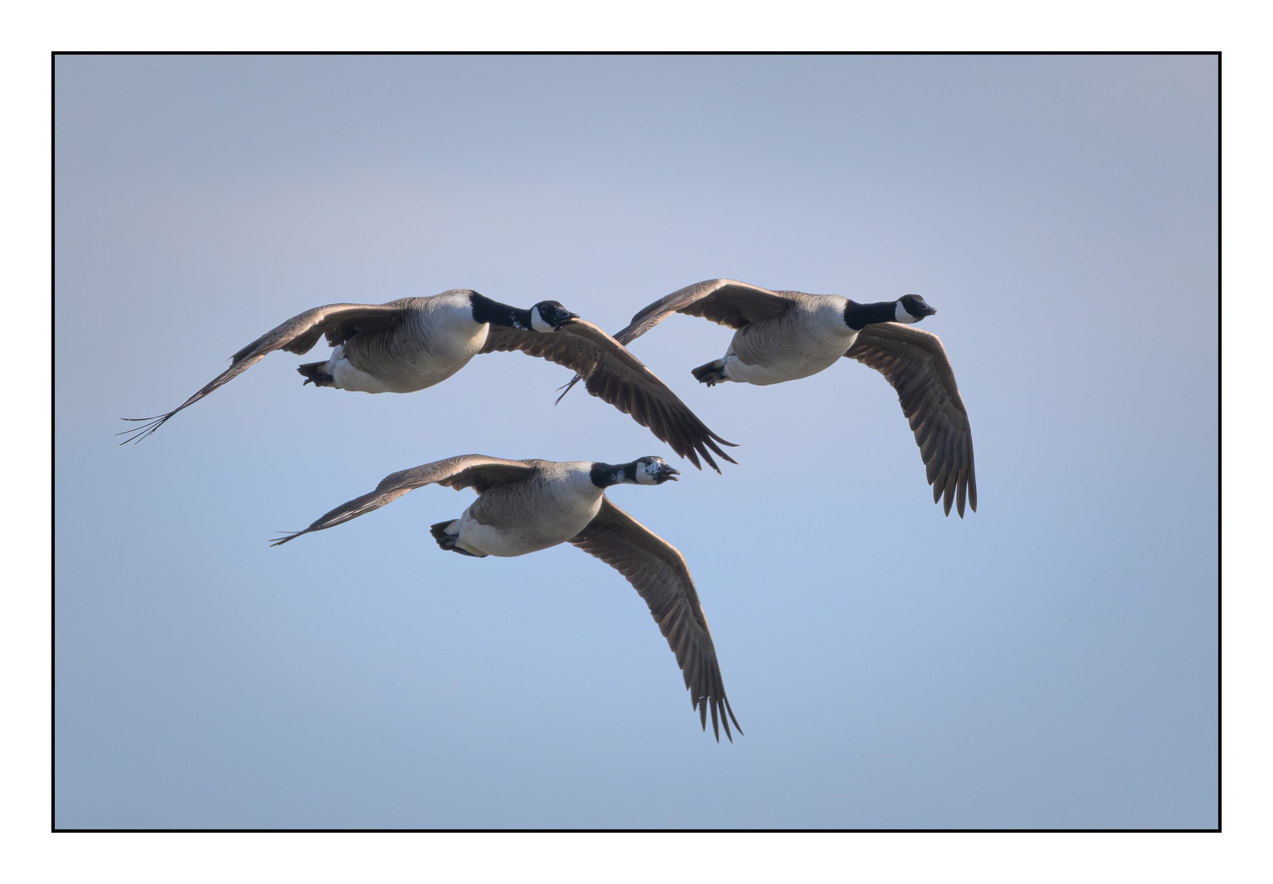 Canada Geese in flight