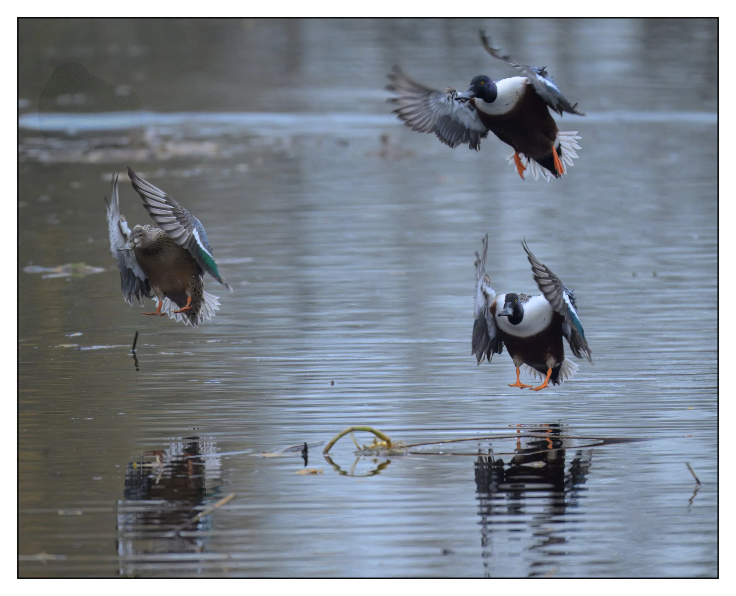 Northern Shoveler