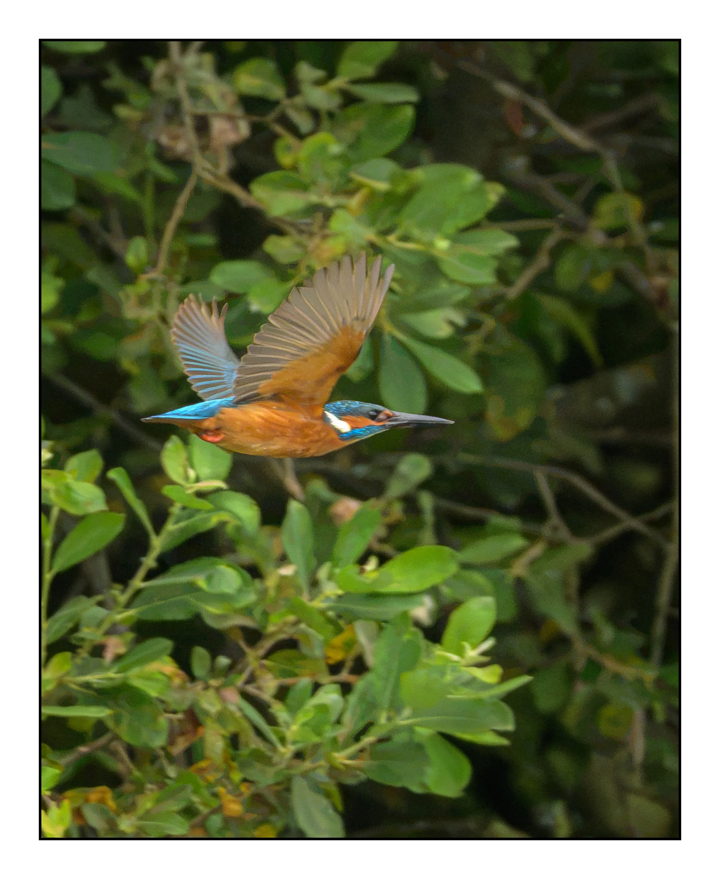 Kingfisher