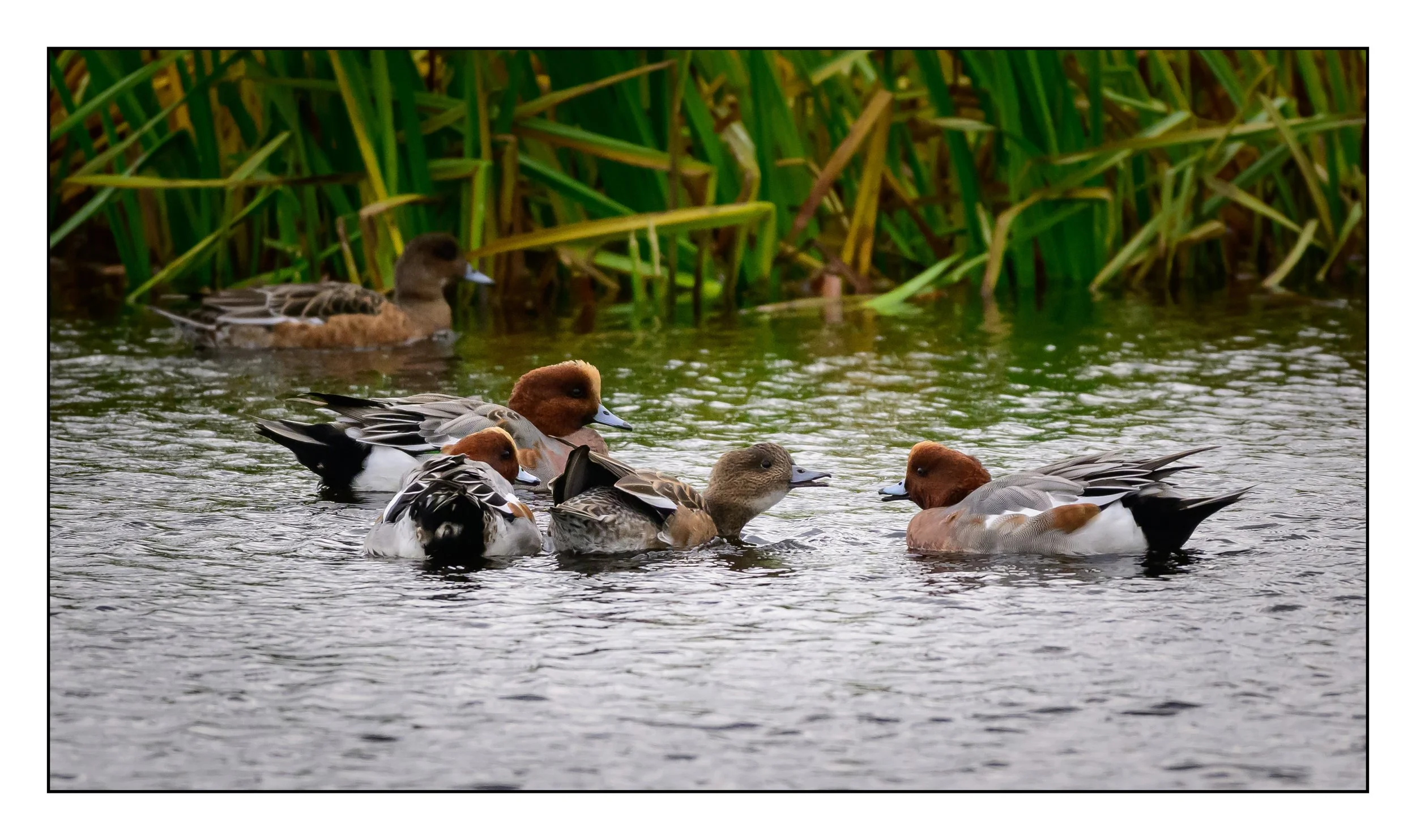 Wigeon