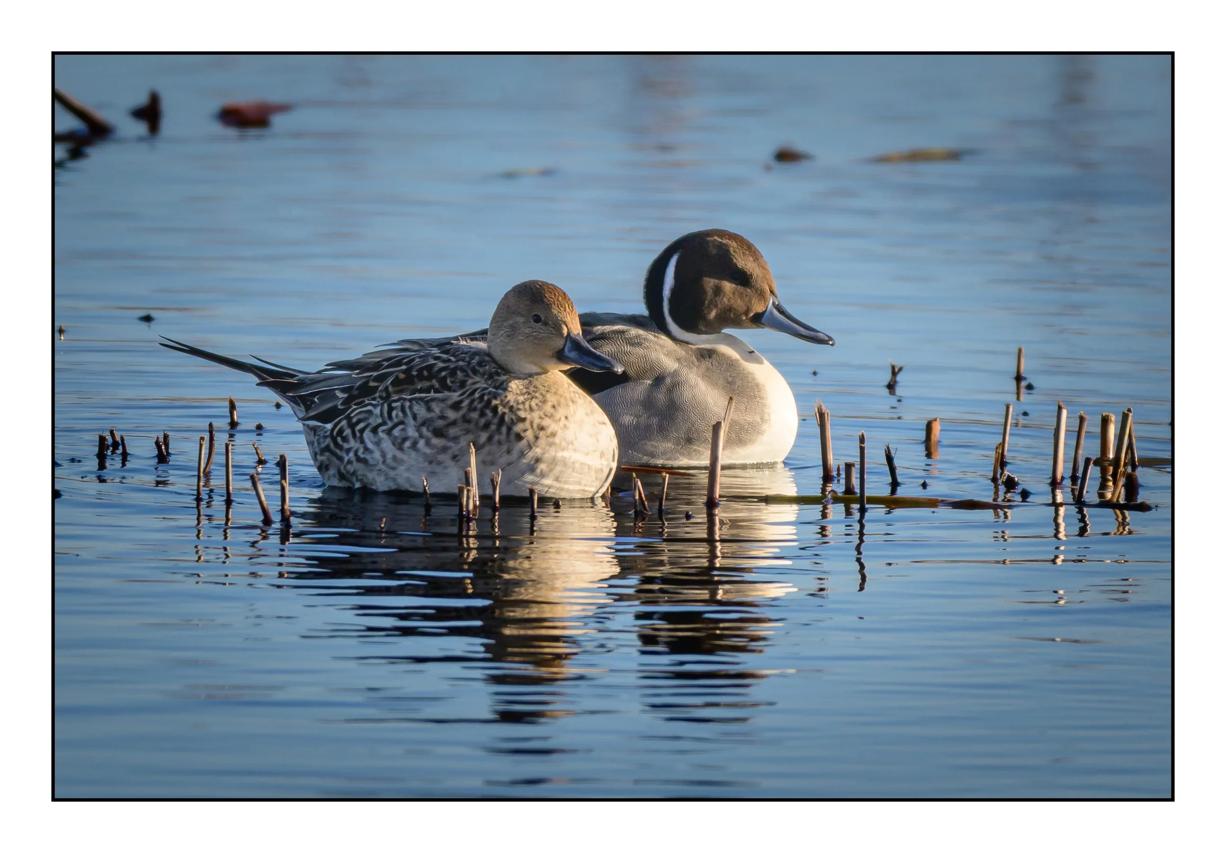 Pintail