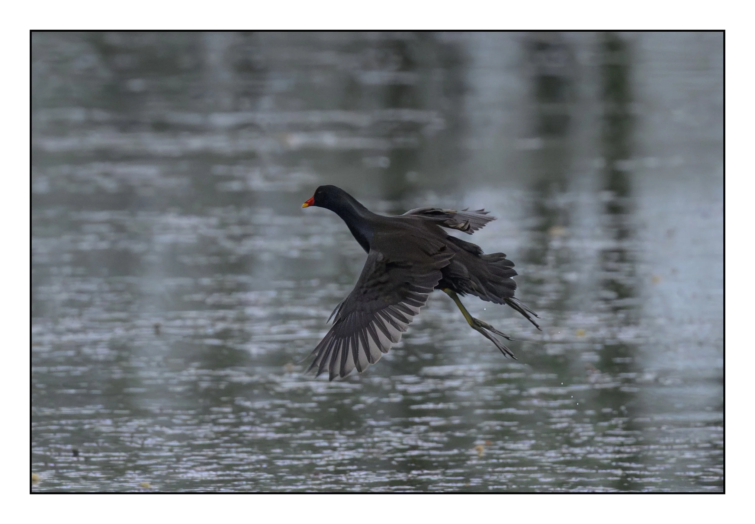 Moorhen flying