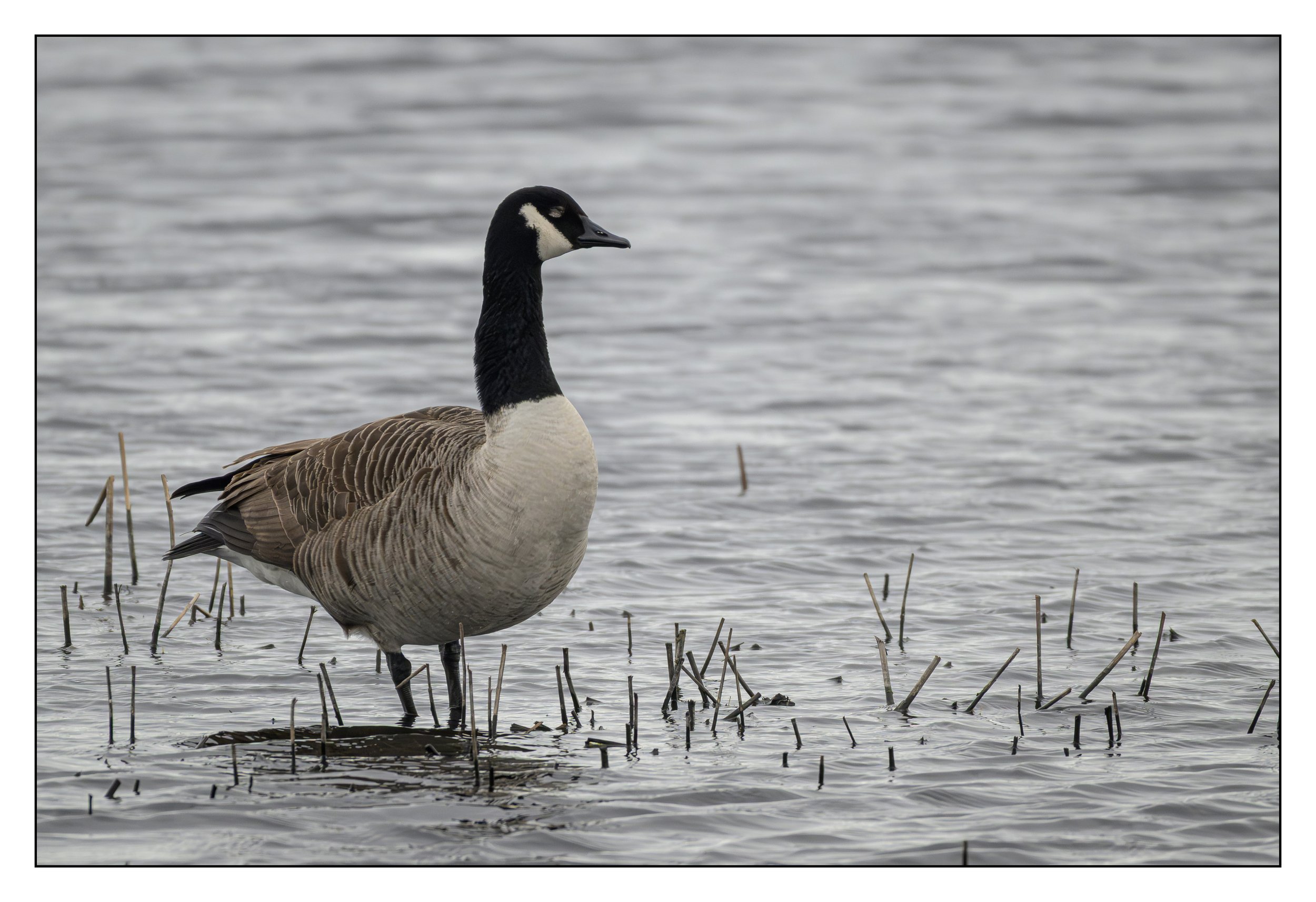 Canada Goose on a lake