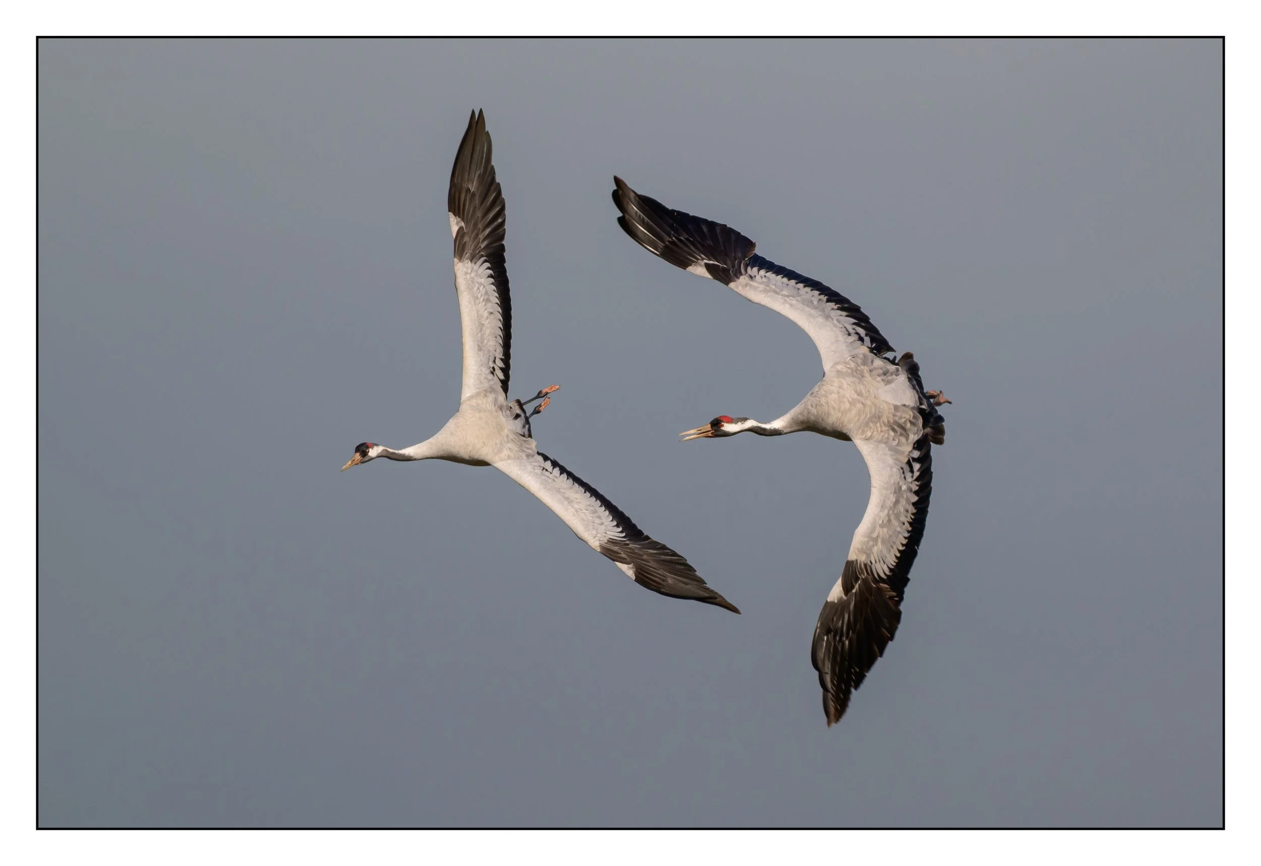 Crane