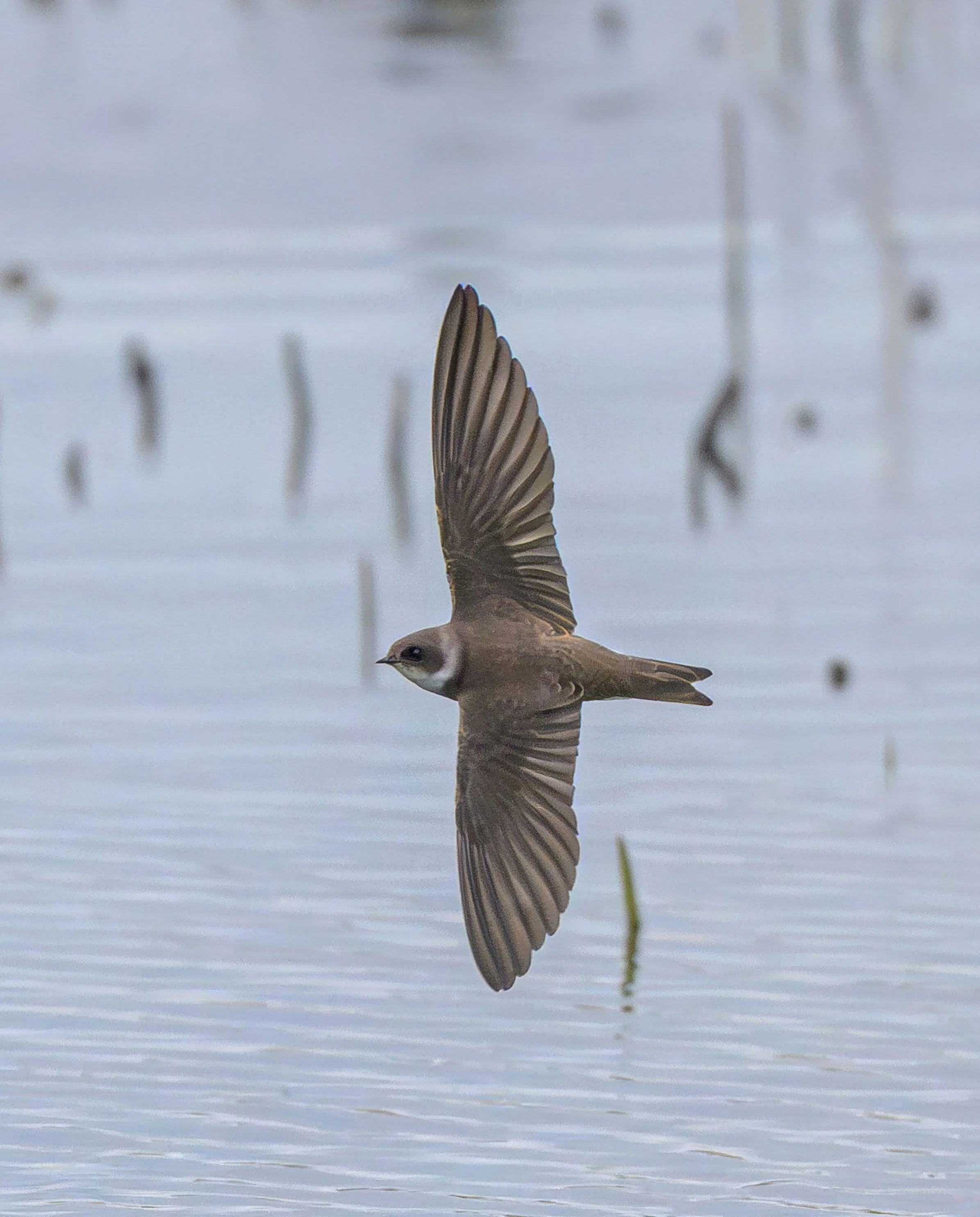 Song Birds_0028.jpg