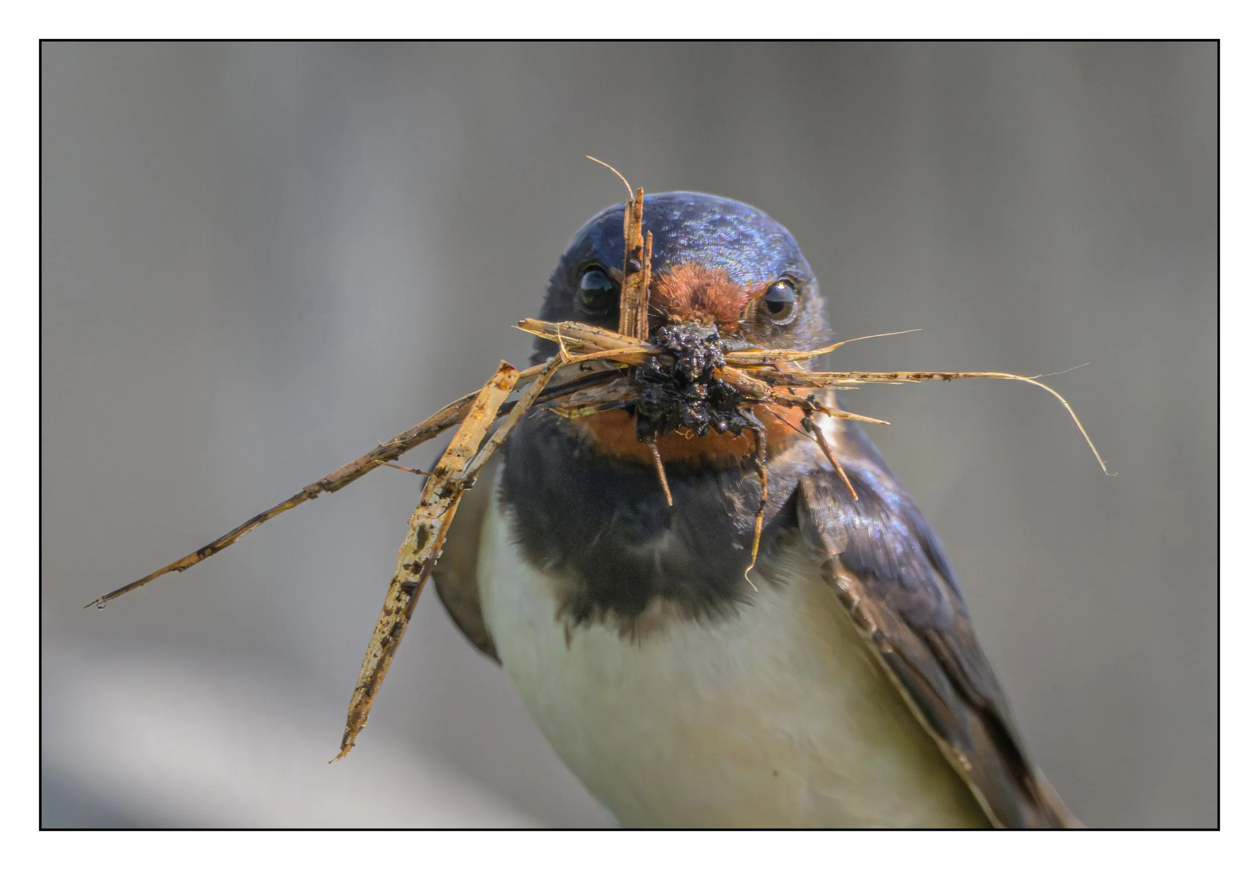 Song Birds_0035.jpg