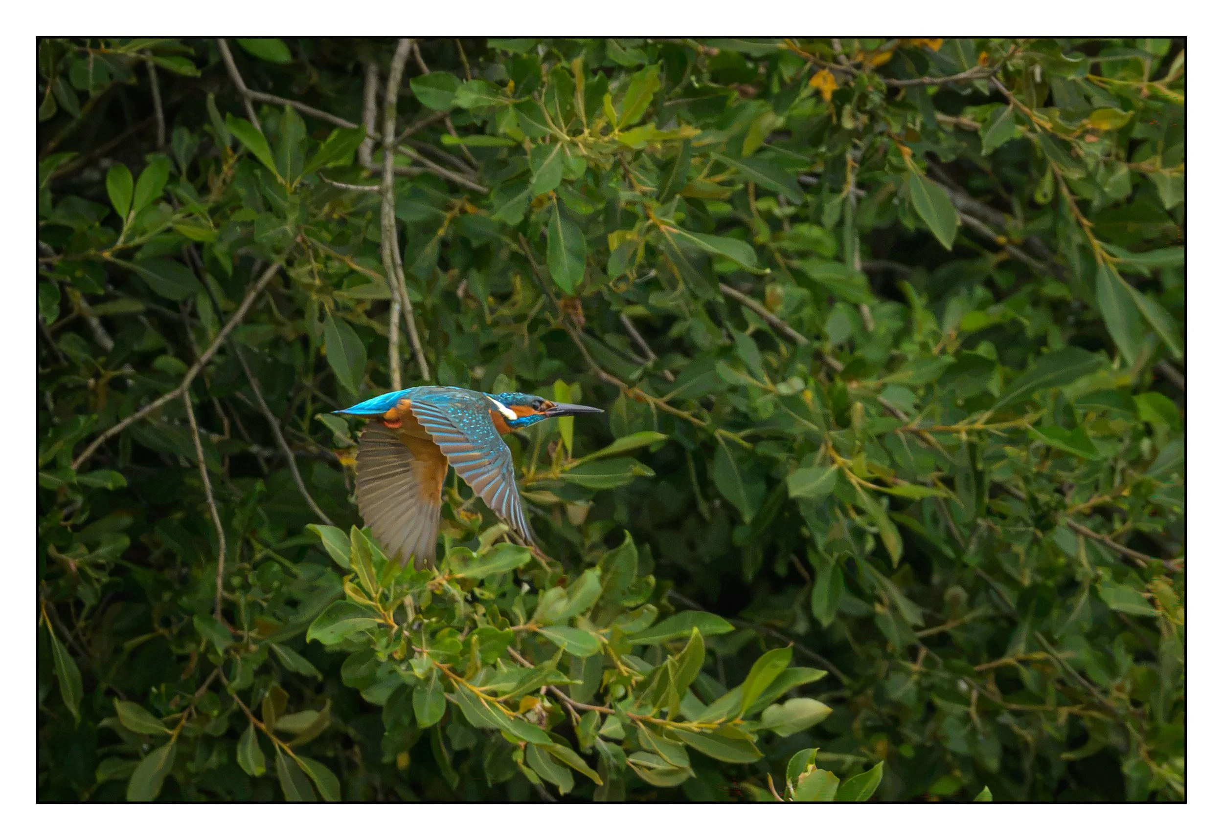 Kingfisher