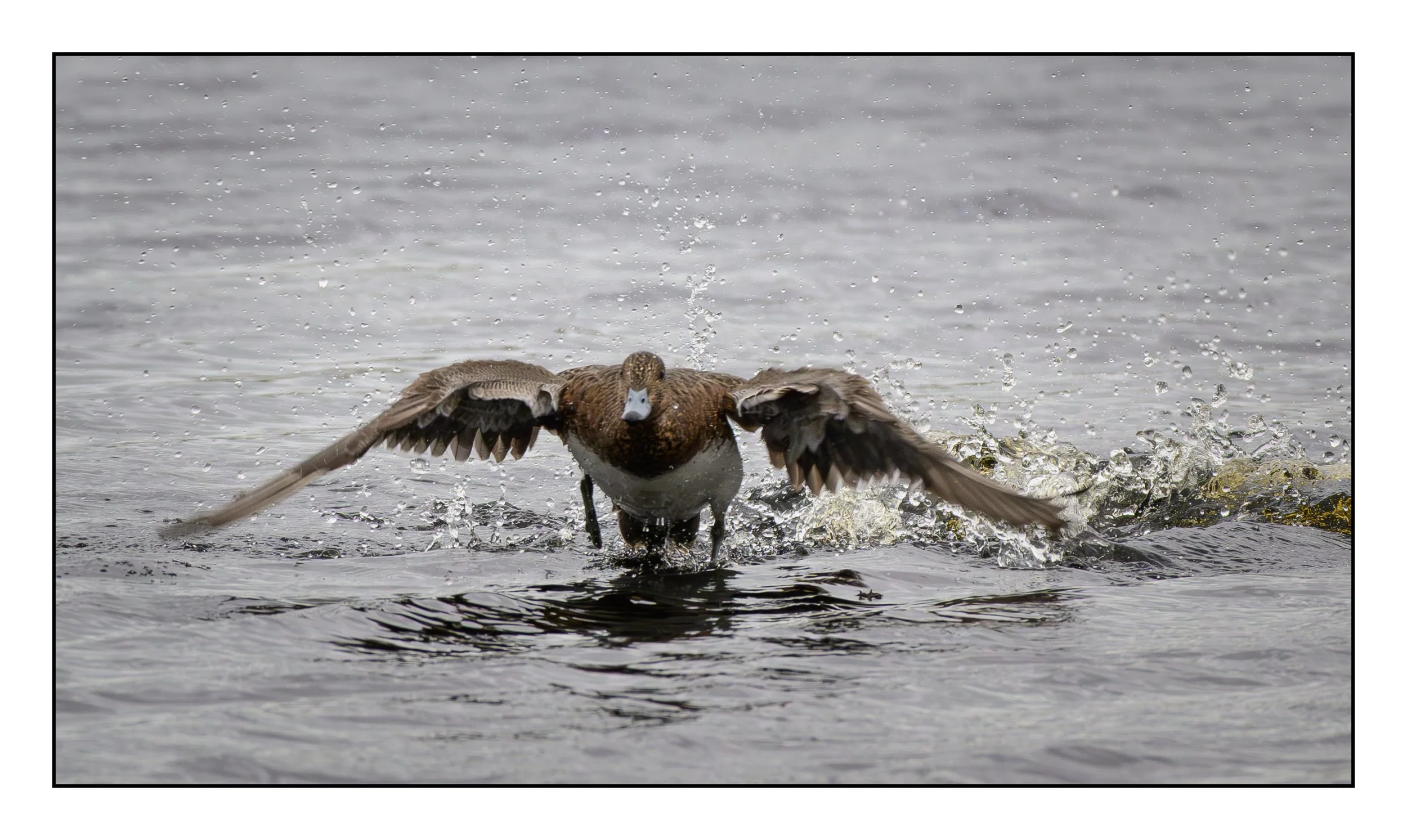 Wigeon