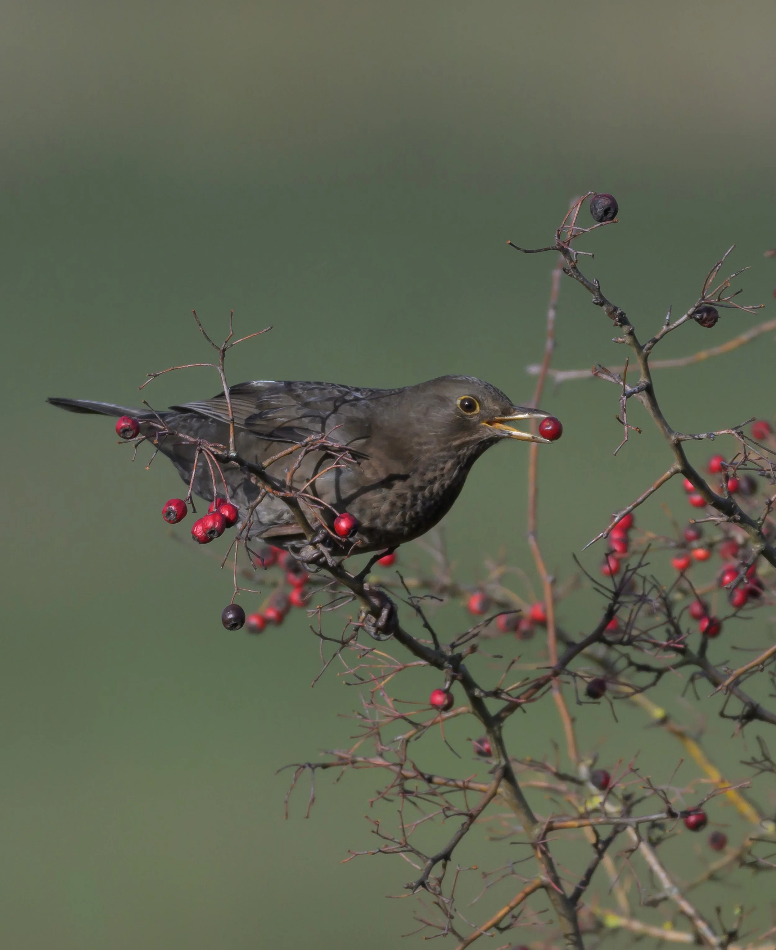 Song Birds_0023.jpg