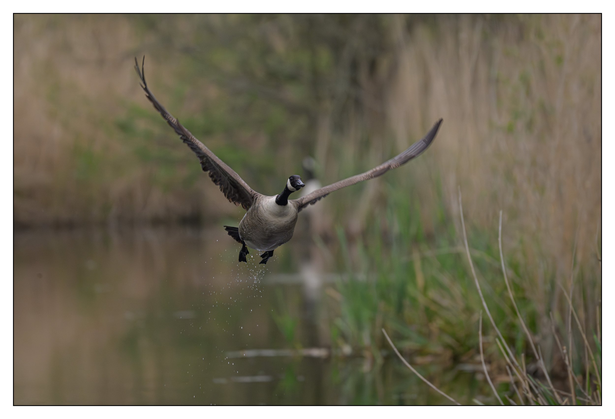 Canada Goose flying over a lake