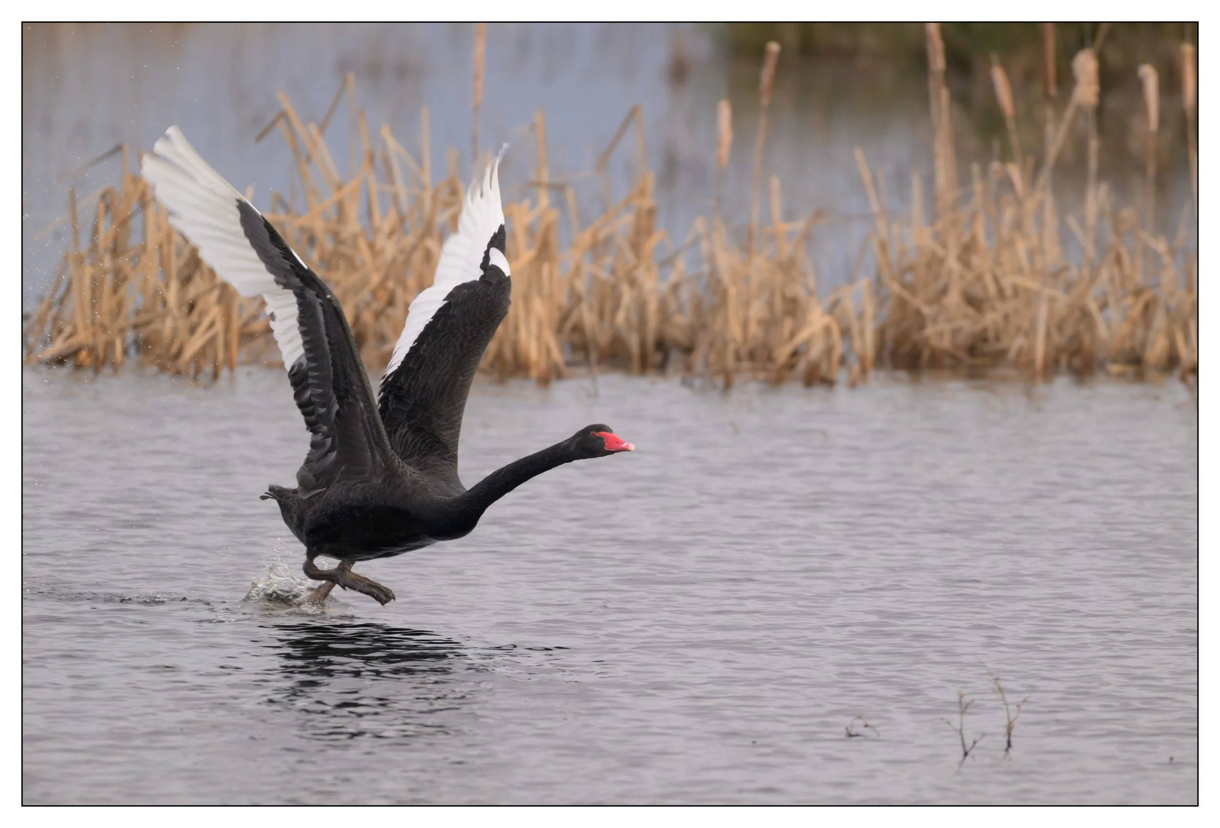Black Swan