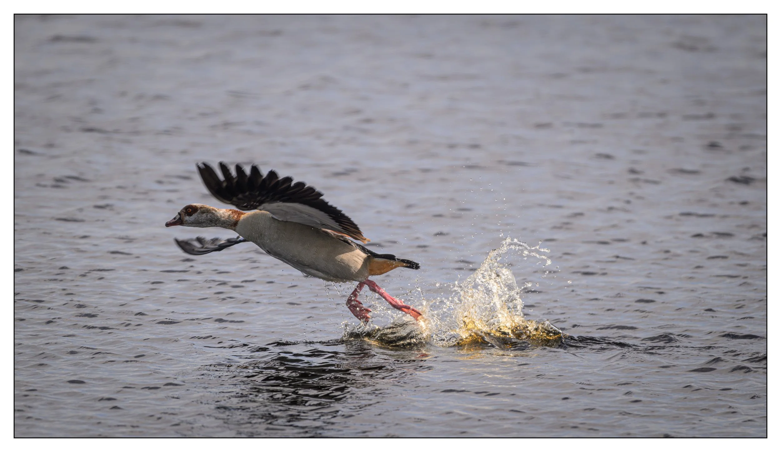 Egyptian Geese