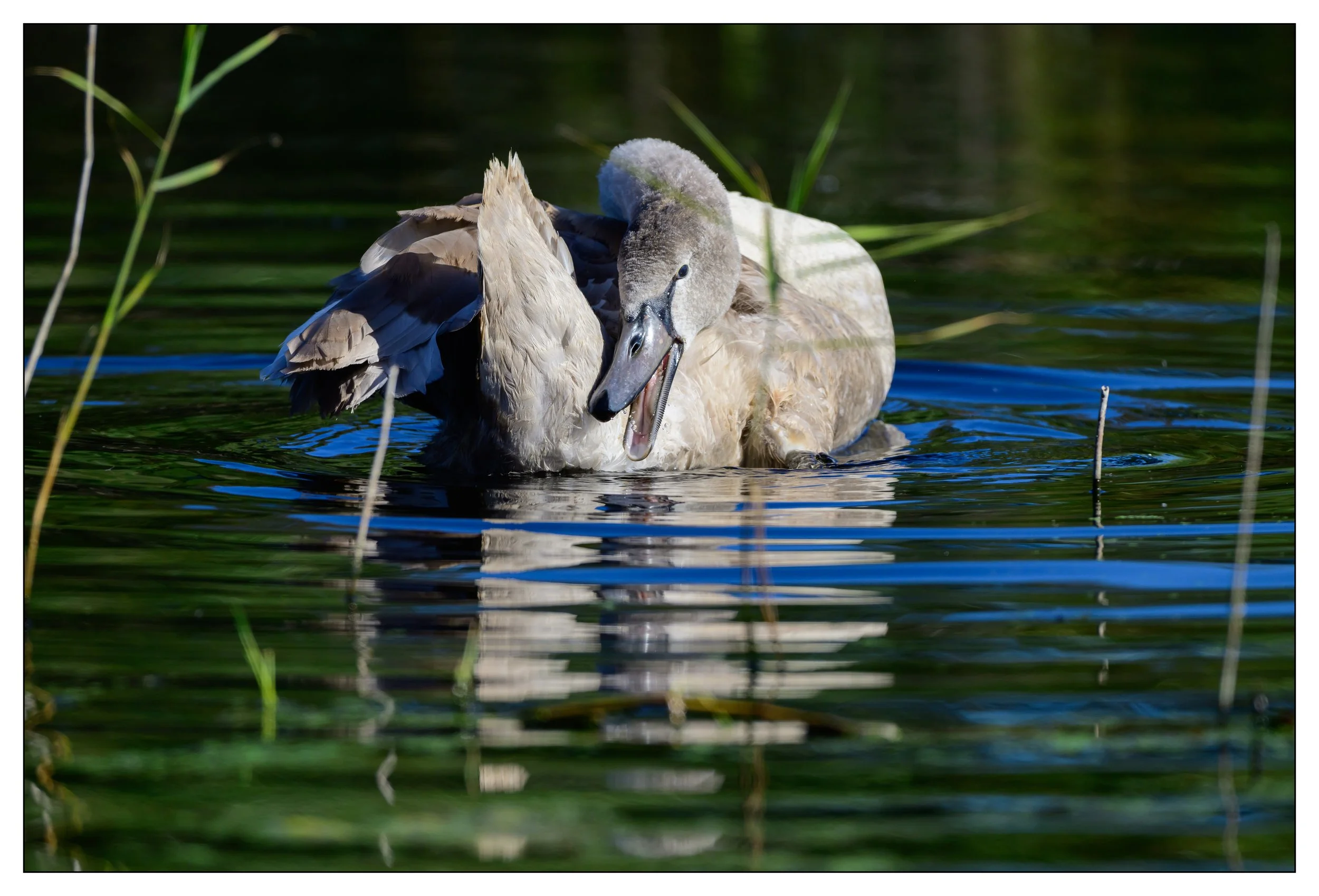 Mute Swan