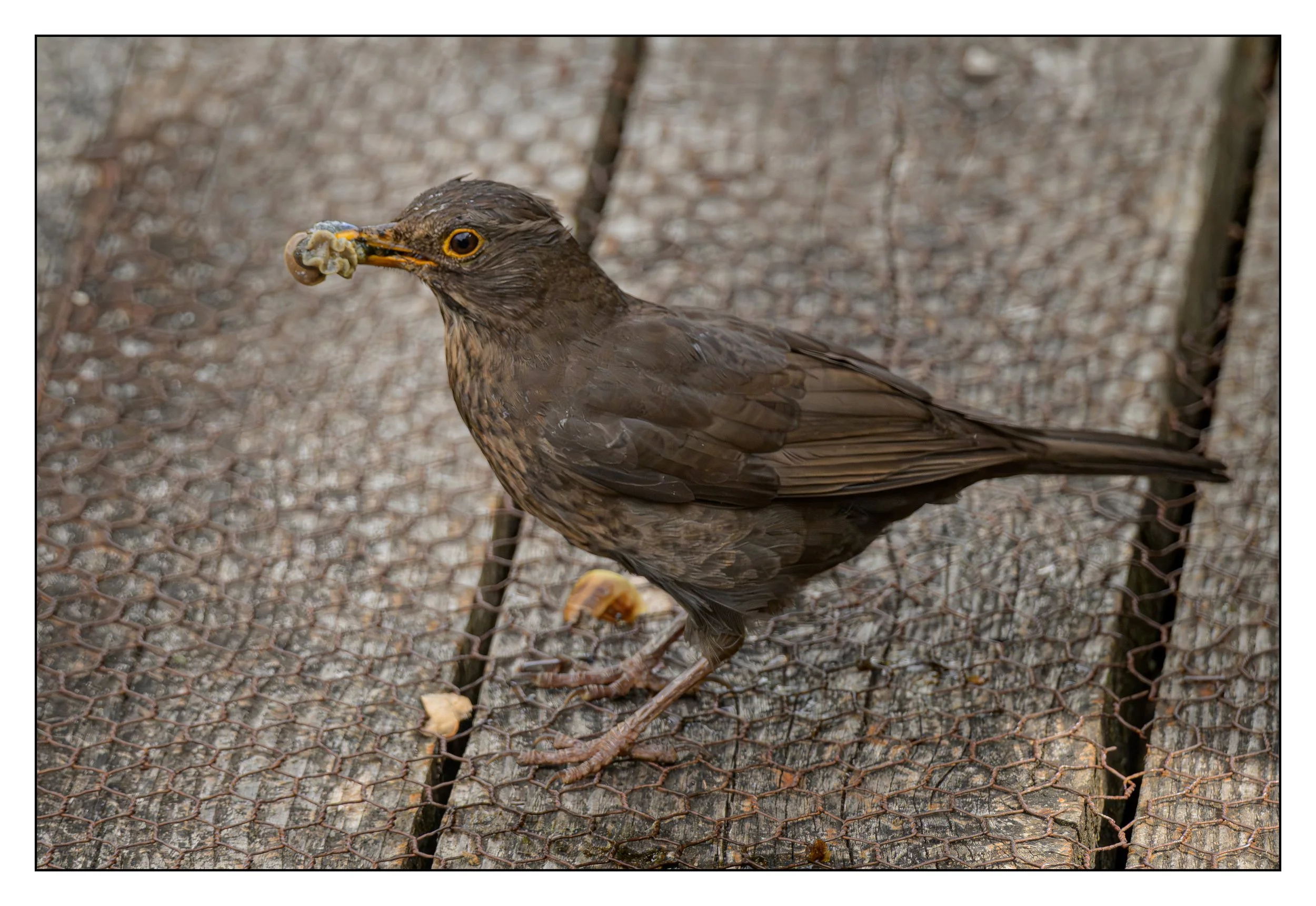 Song Birds_0044.jpg