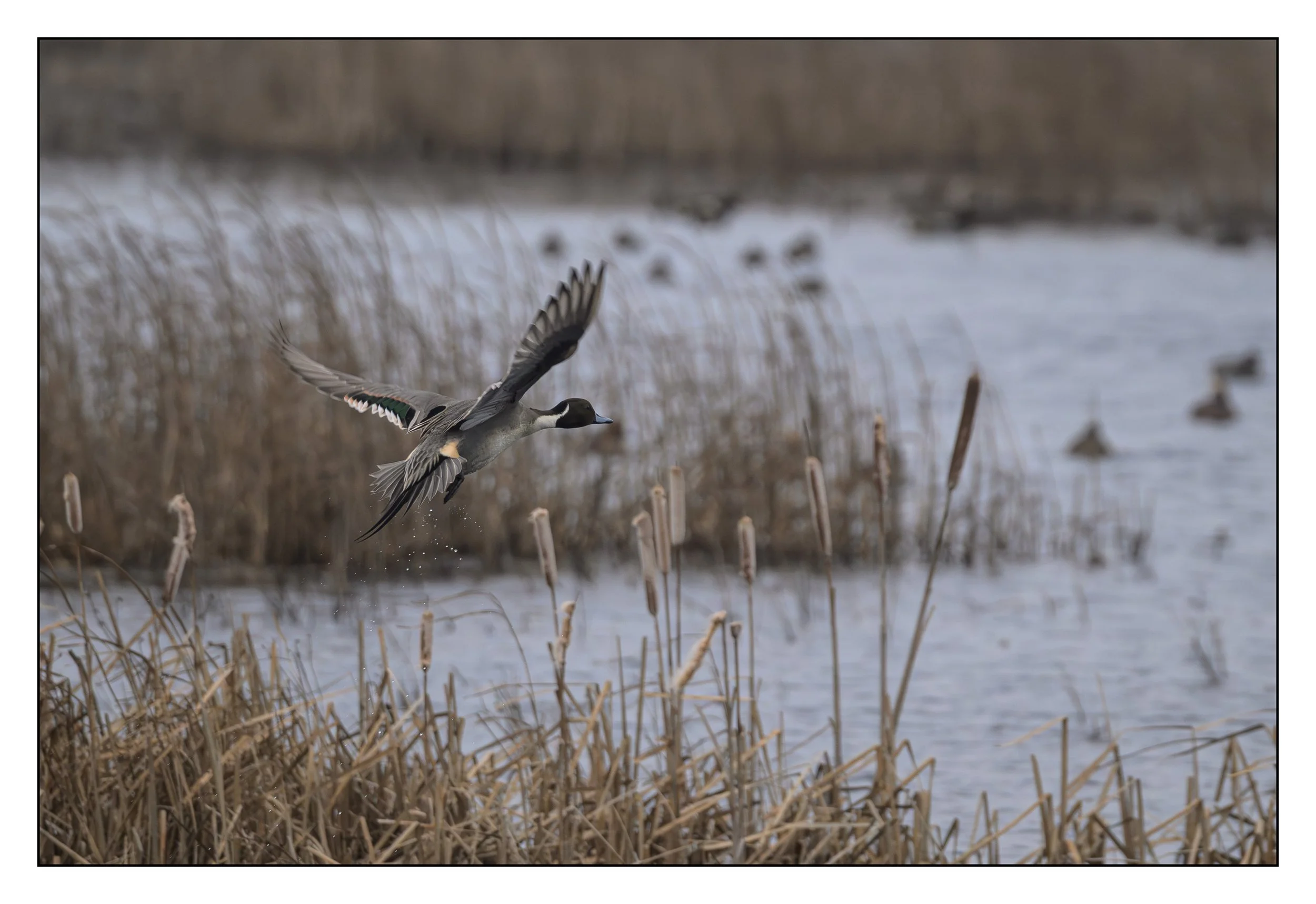 Pintail