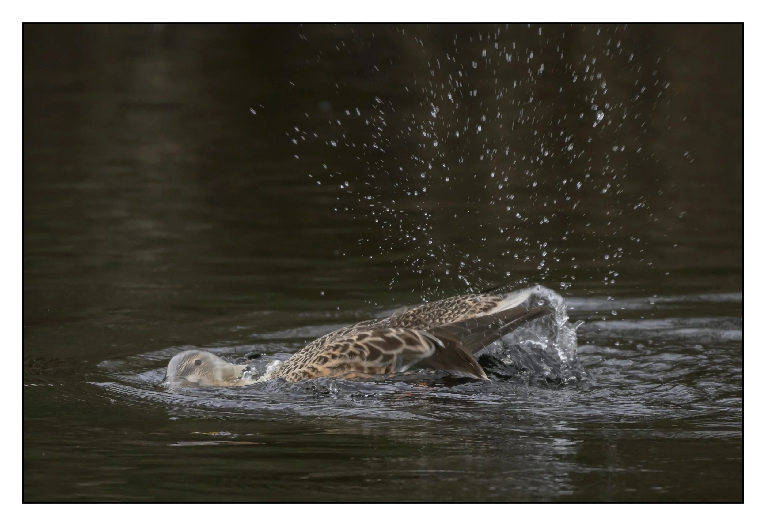 Northern Shoveler