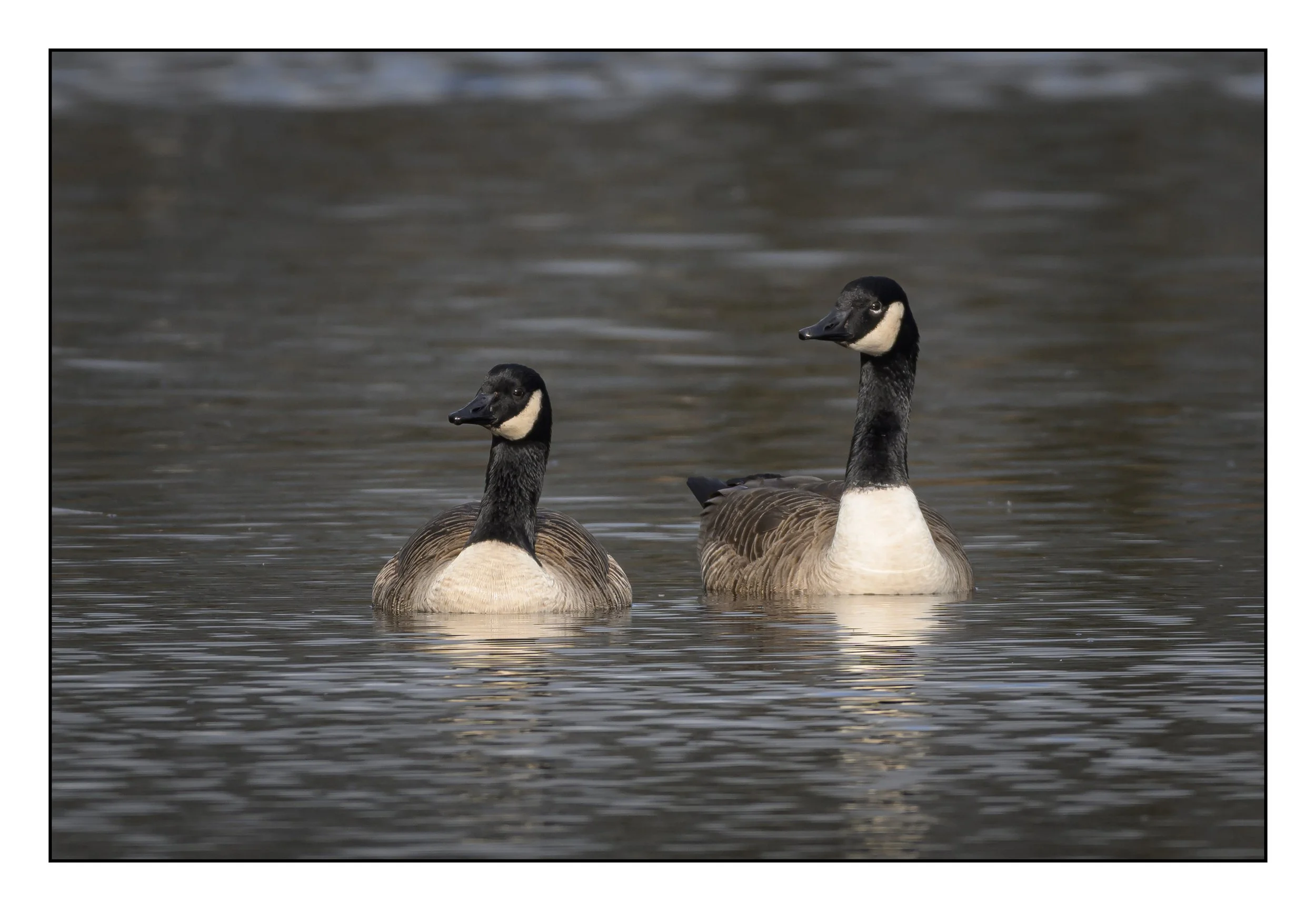 Canada Geese on a lake