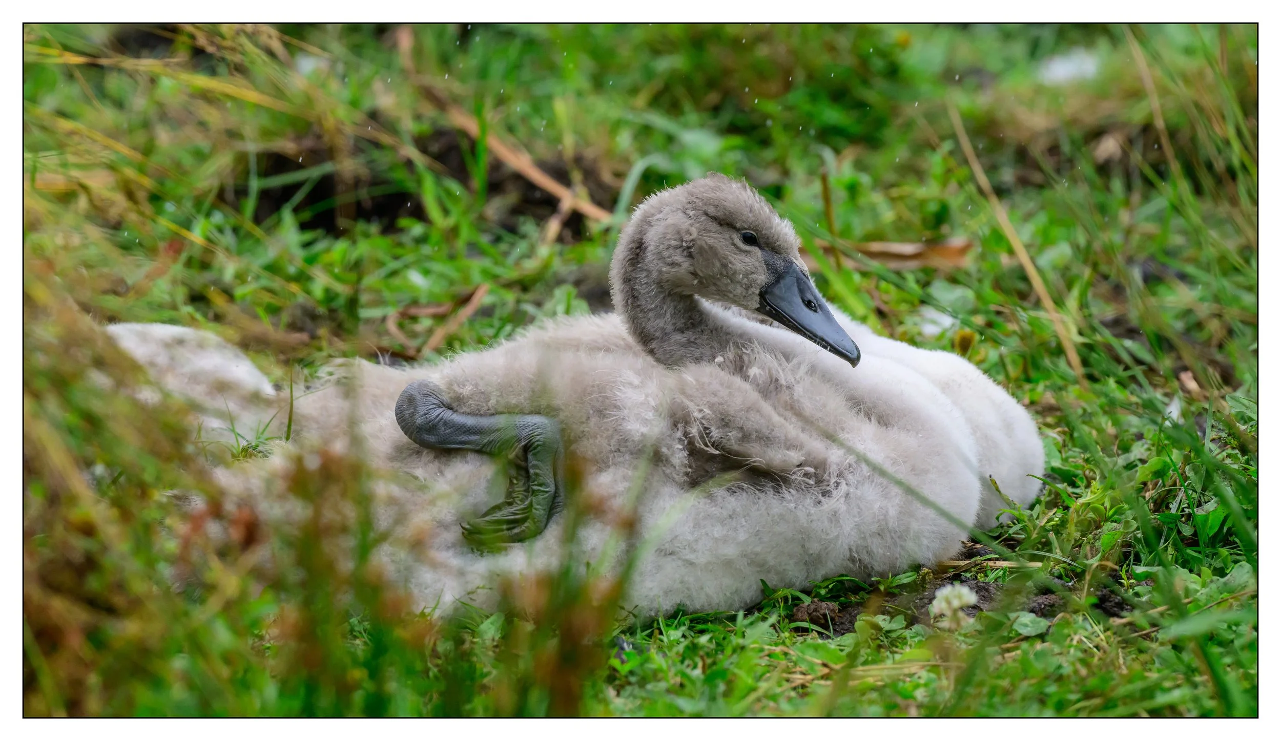 Mute Swan