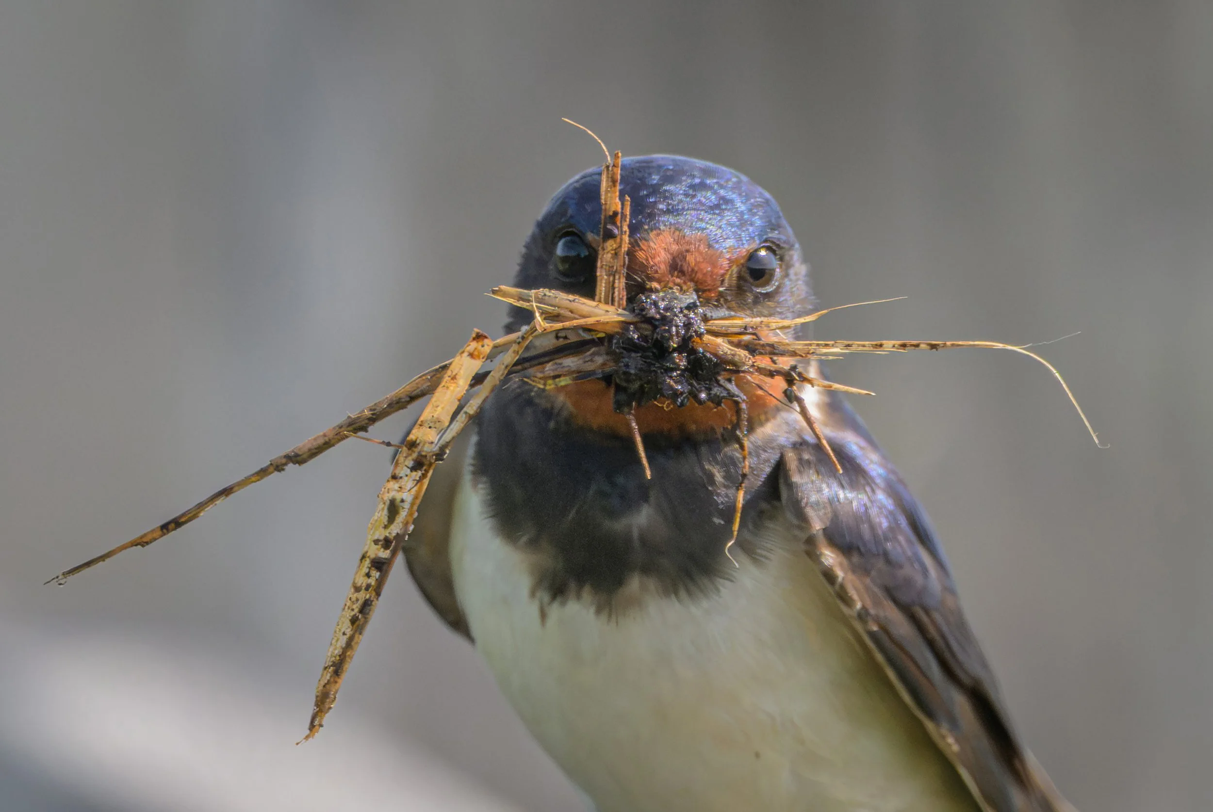 Song Birds_0035.jpg