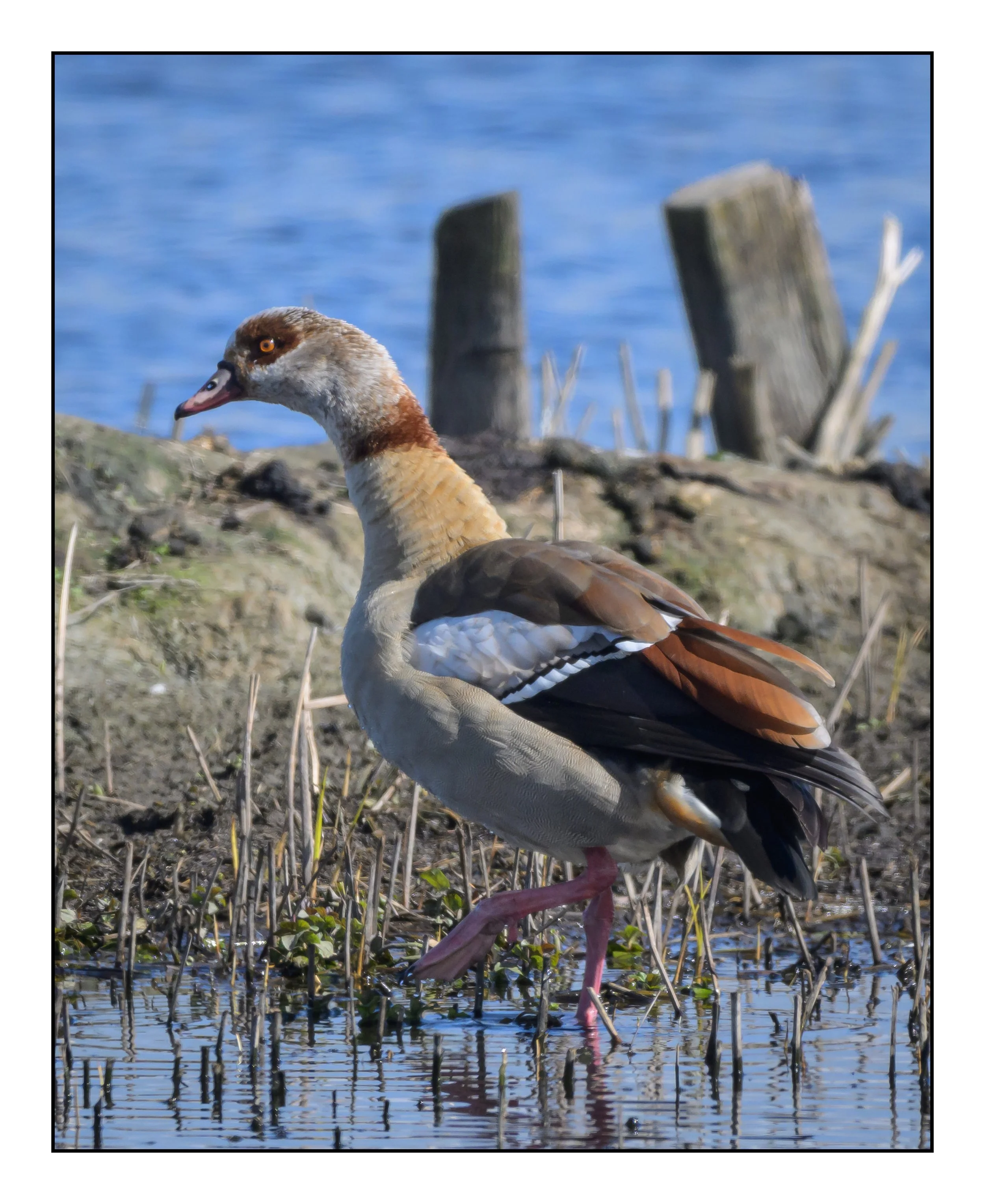 Egyptian Geese