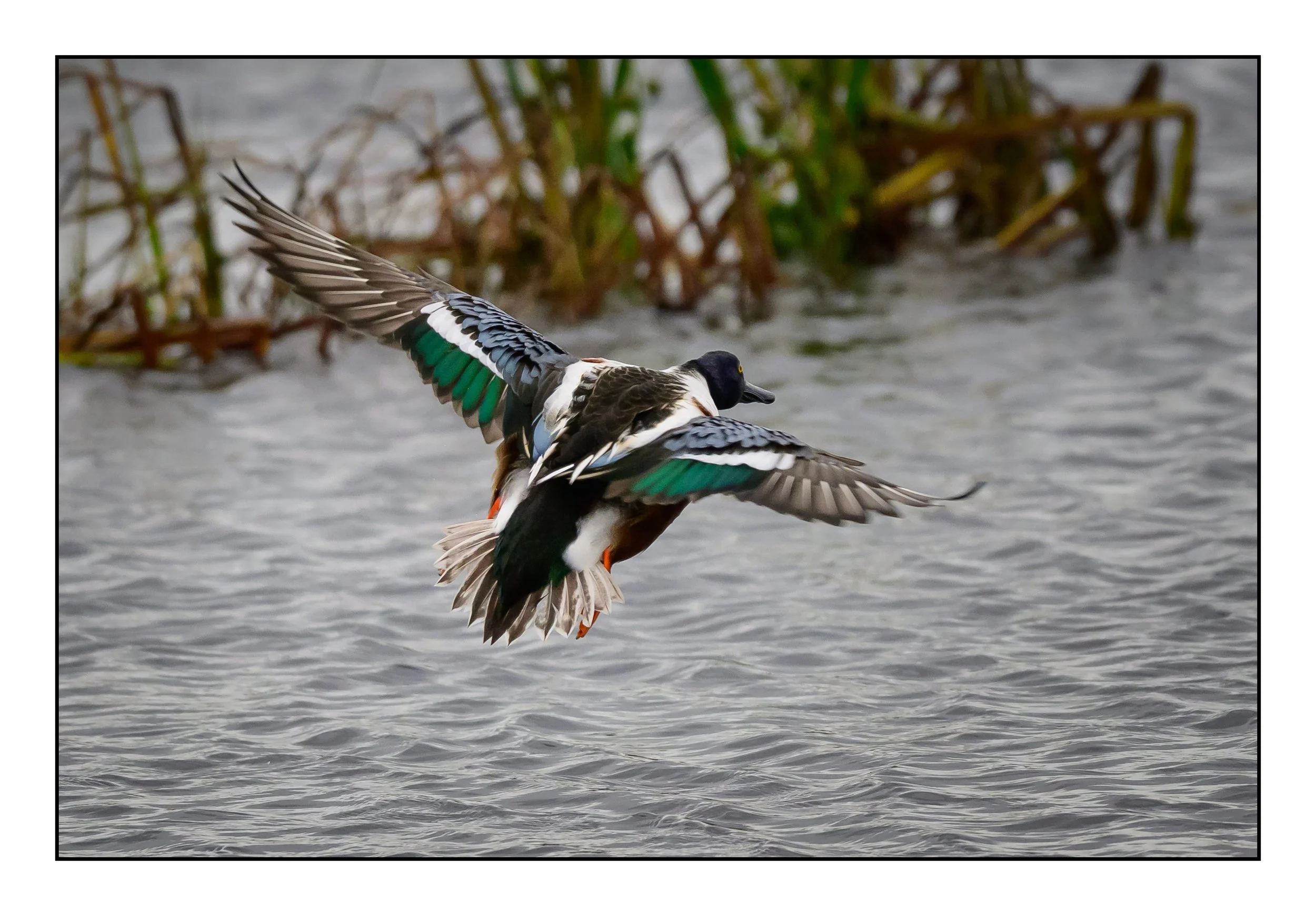 Northern Shoveler