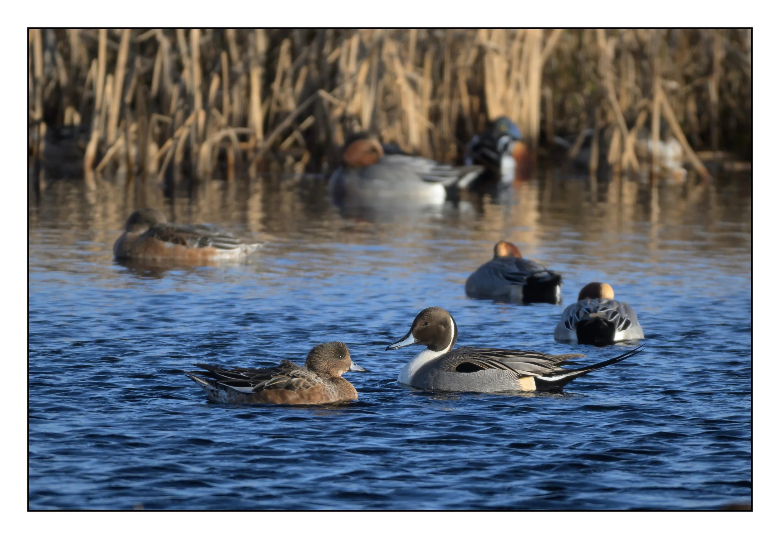 Pintail
