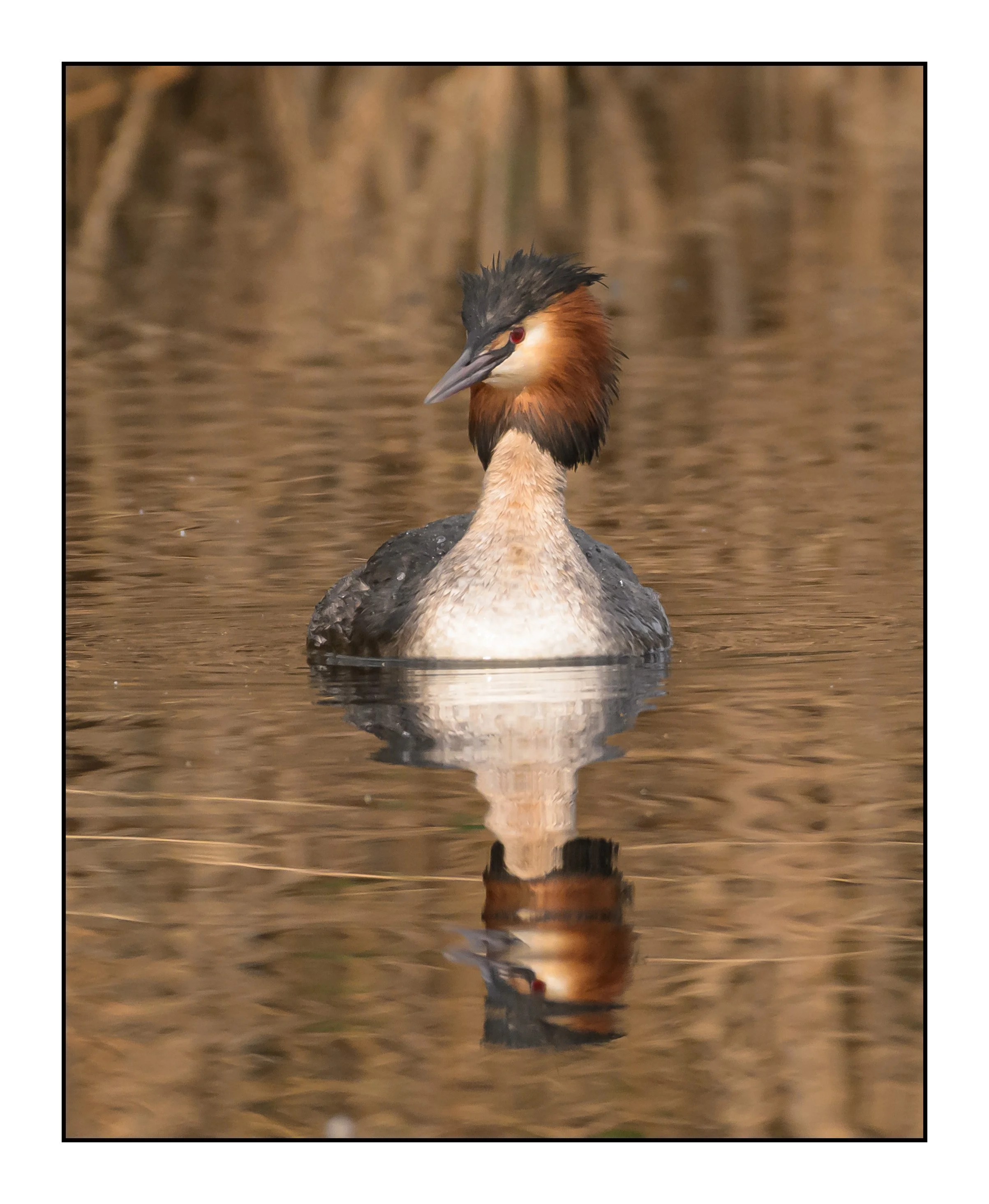 Great Crested Grebe