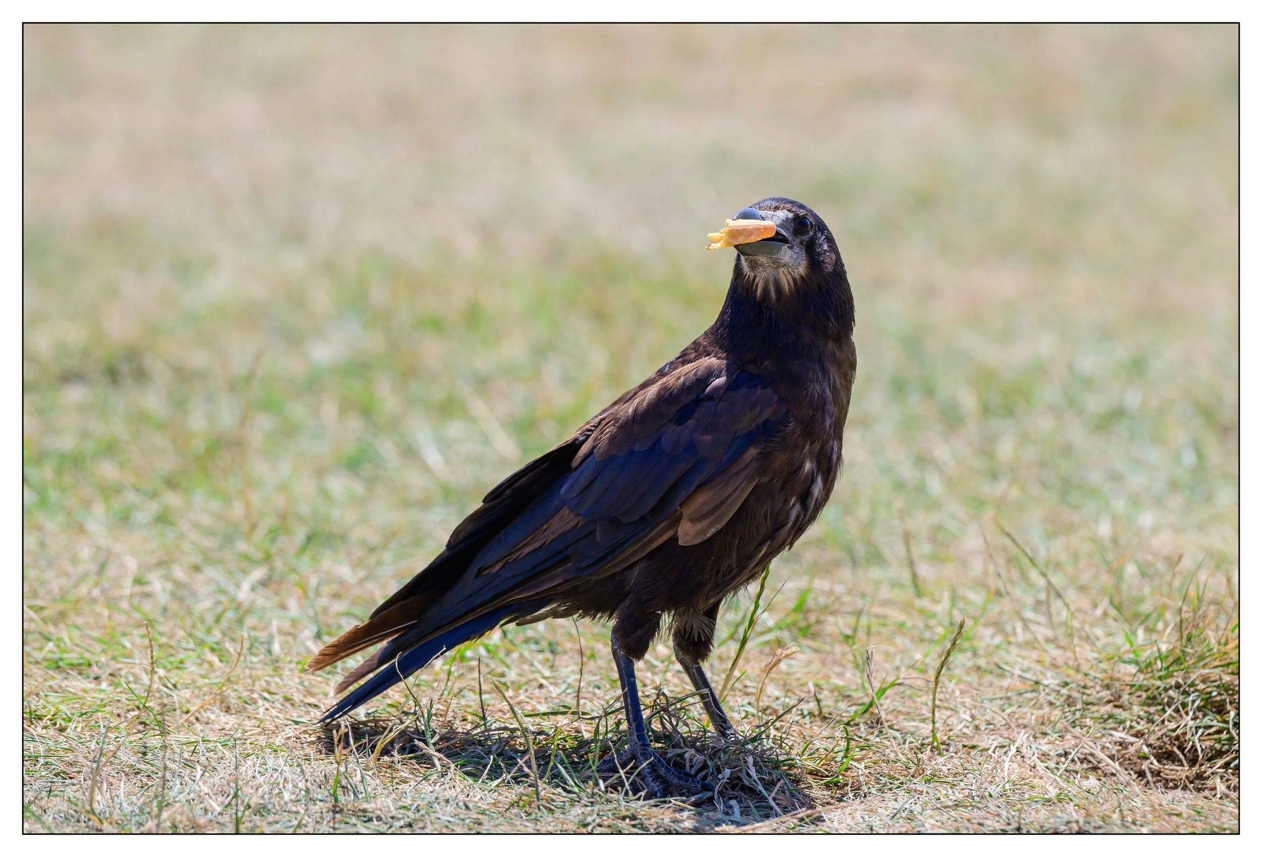 Rook