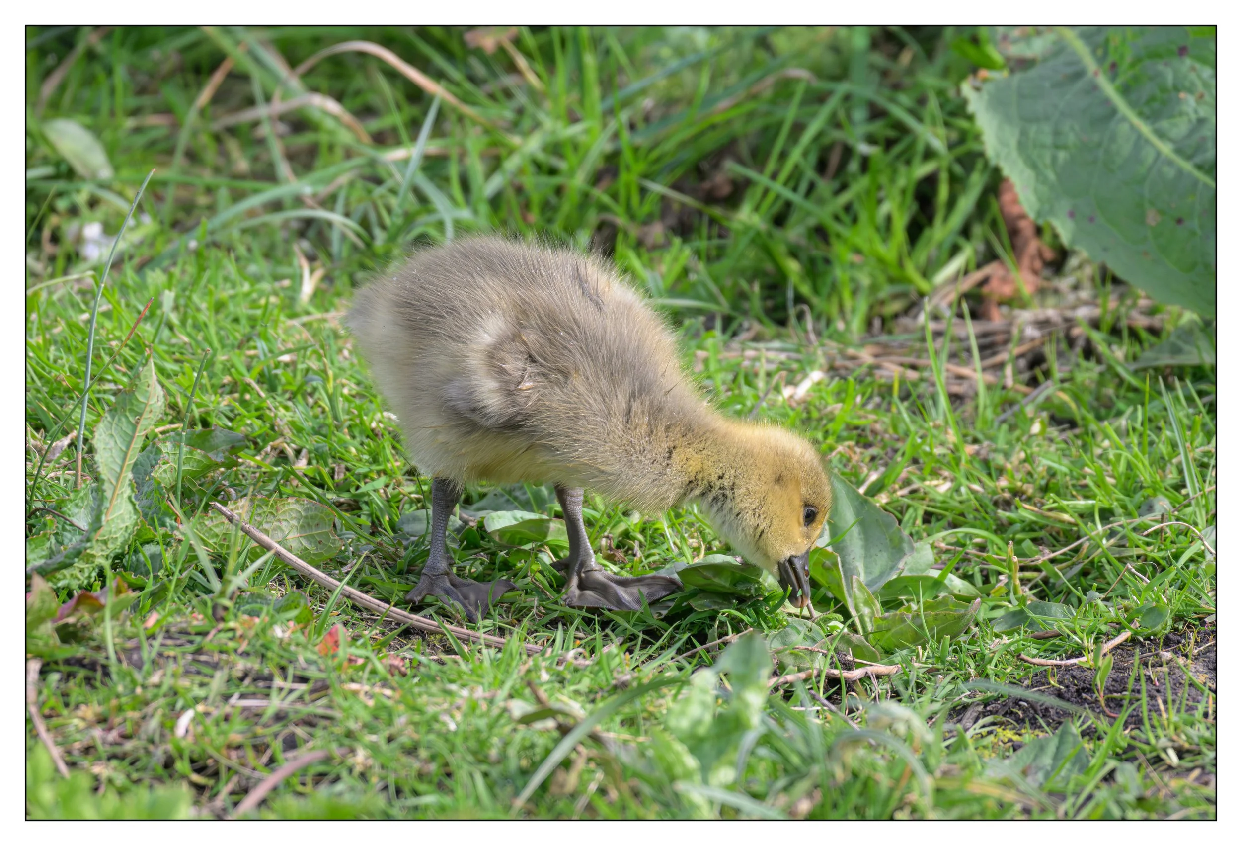 Greylag Geese