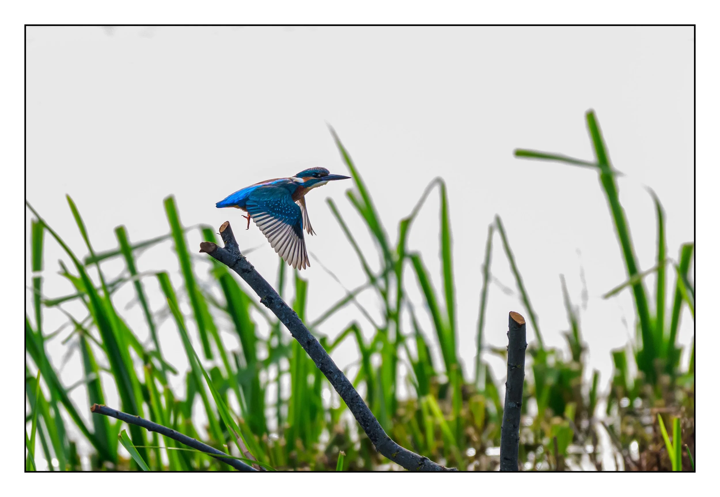 Kingfisher