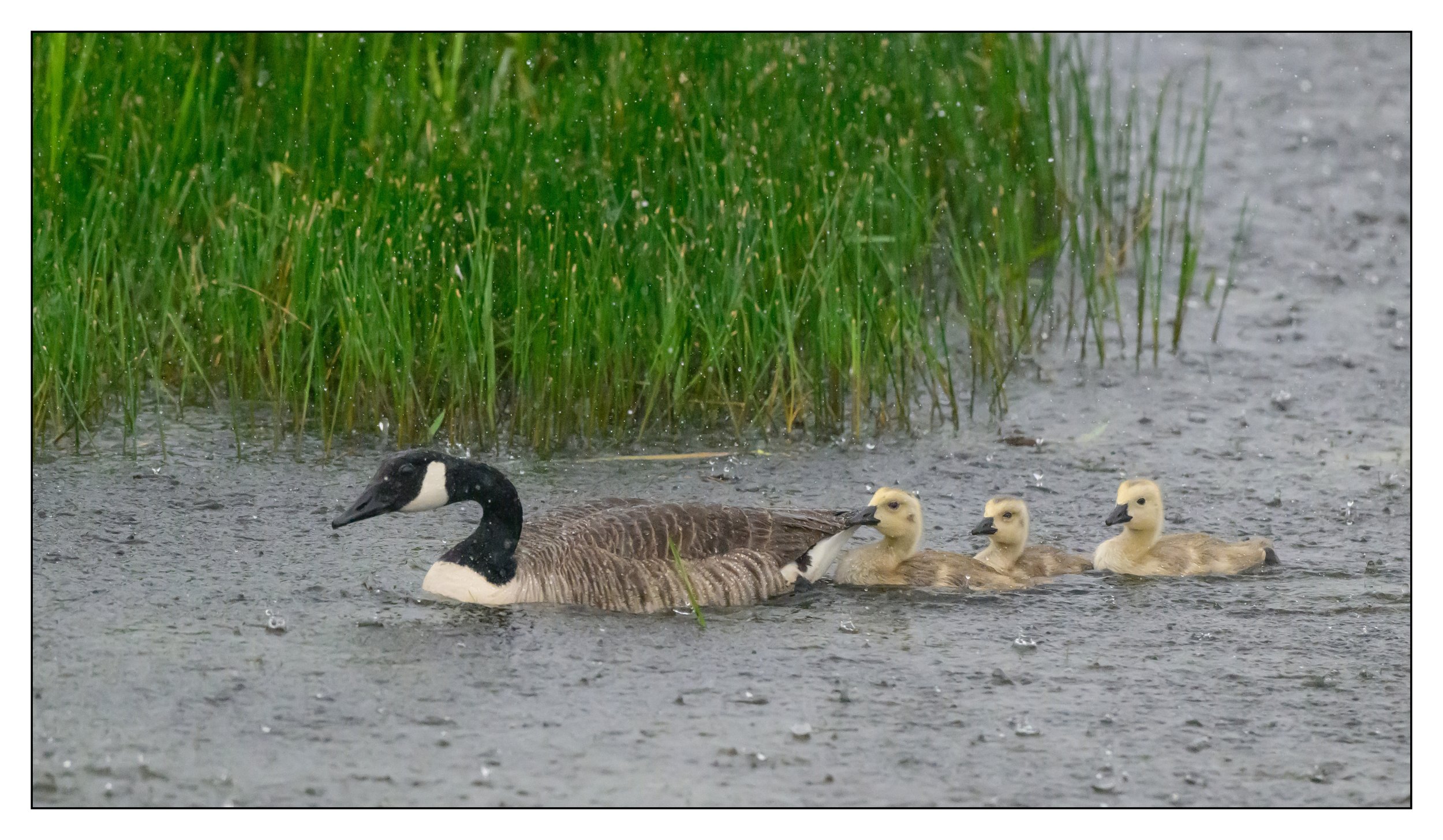 Canada Goose and gosling