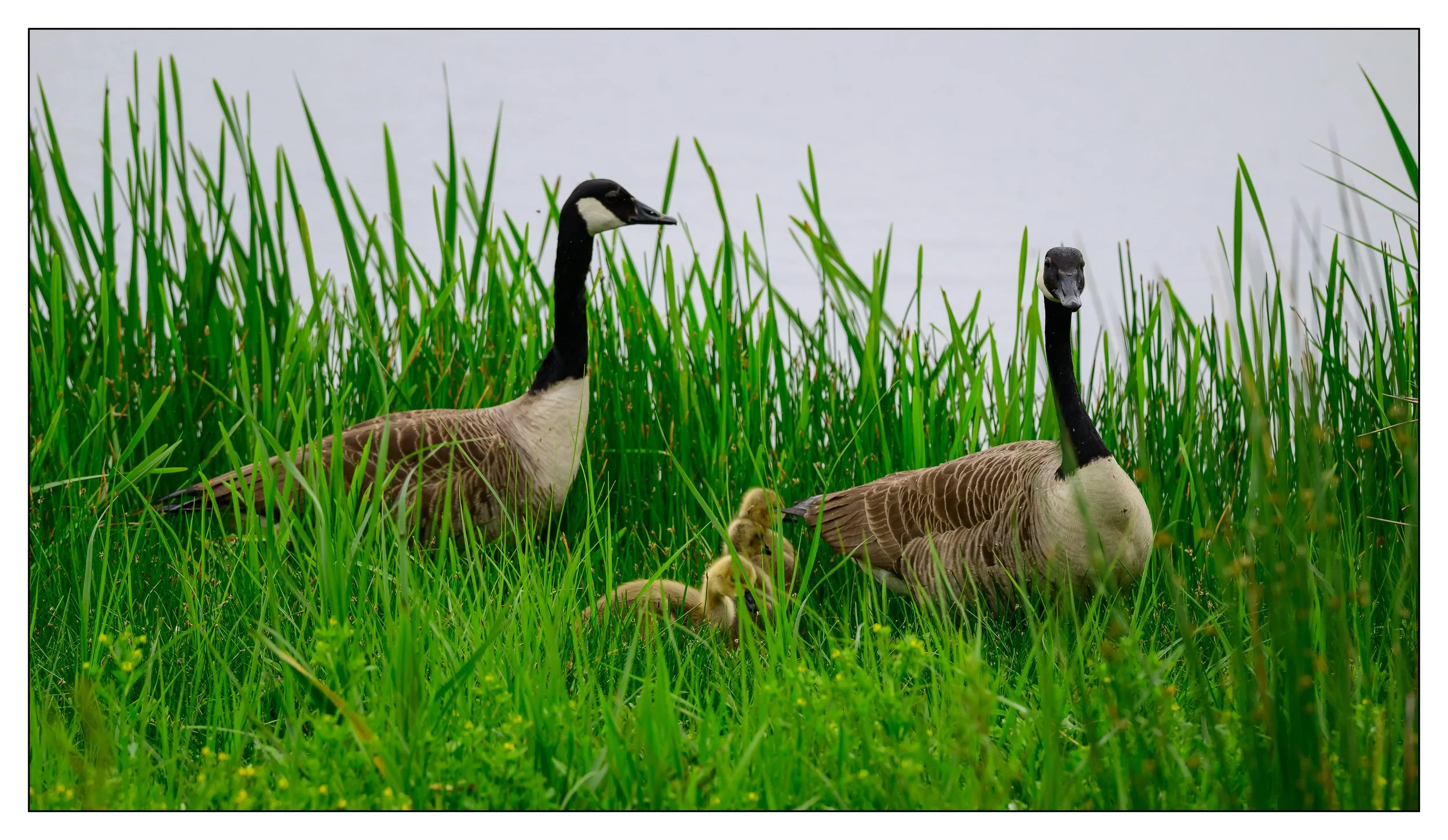 Canada Geese