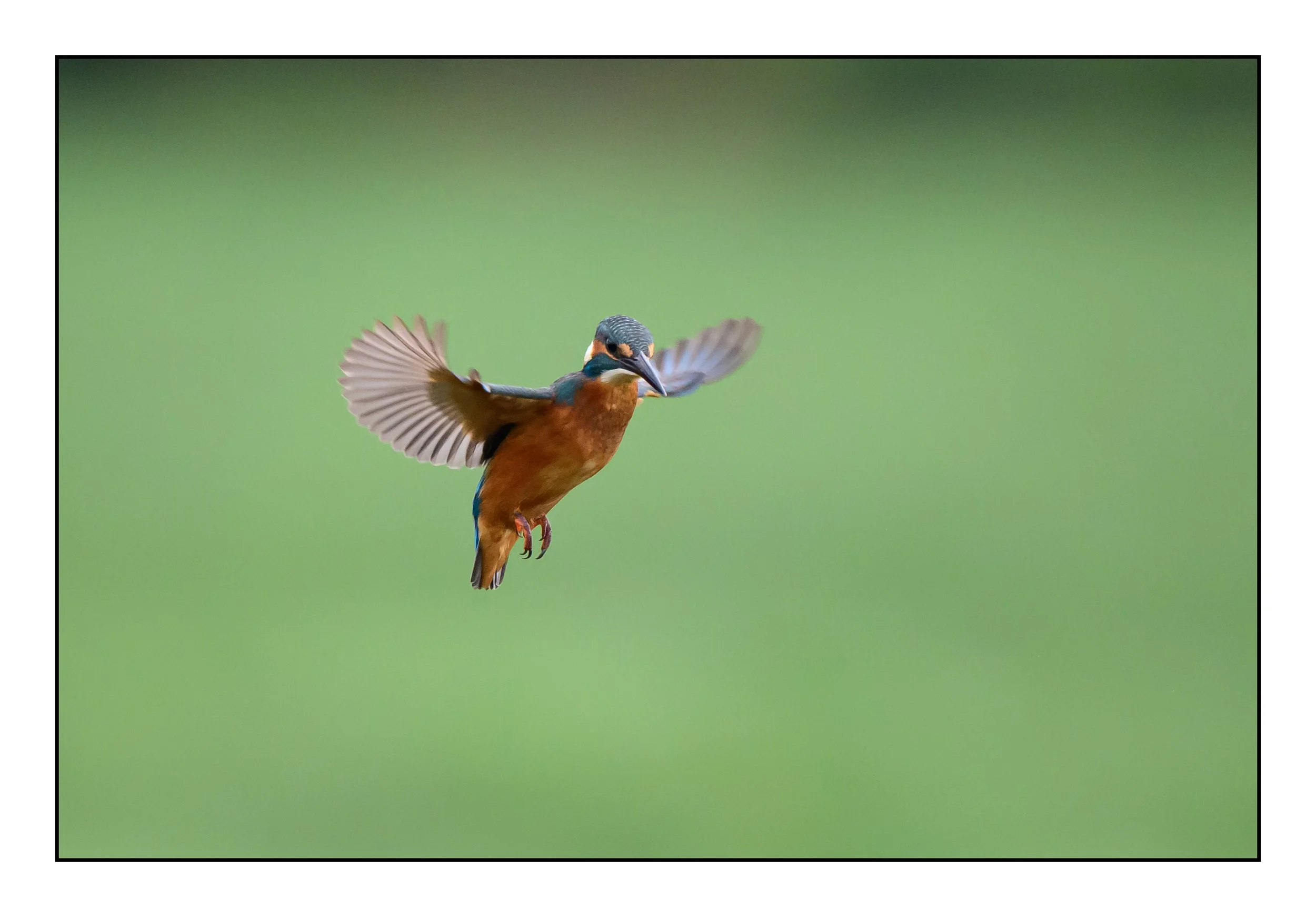 Kingfisher