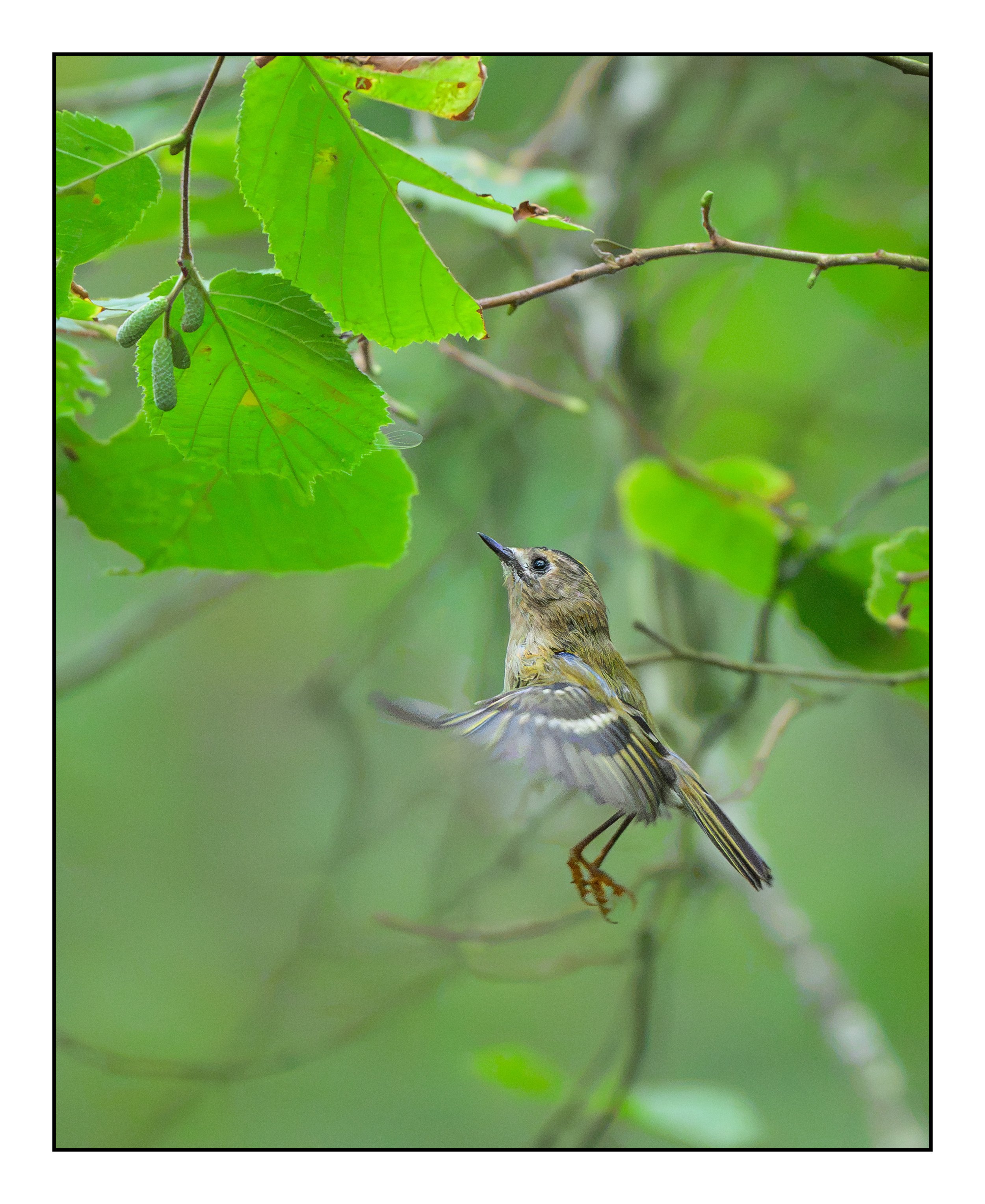 Goldcrest